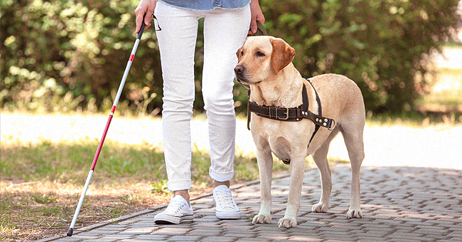 Limoges : On lui refuse l'accès à un magasin à cause de son chien-guide