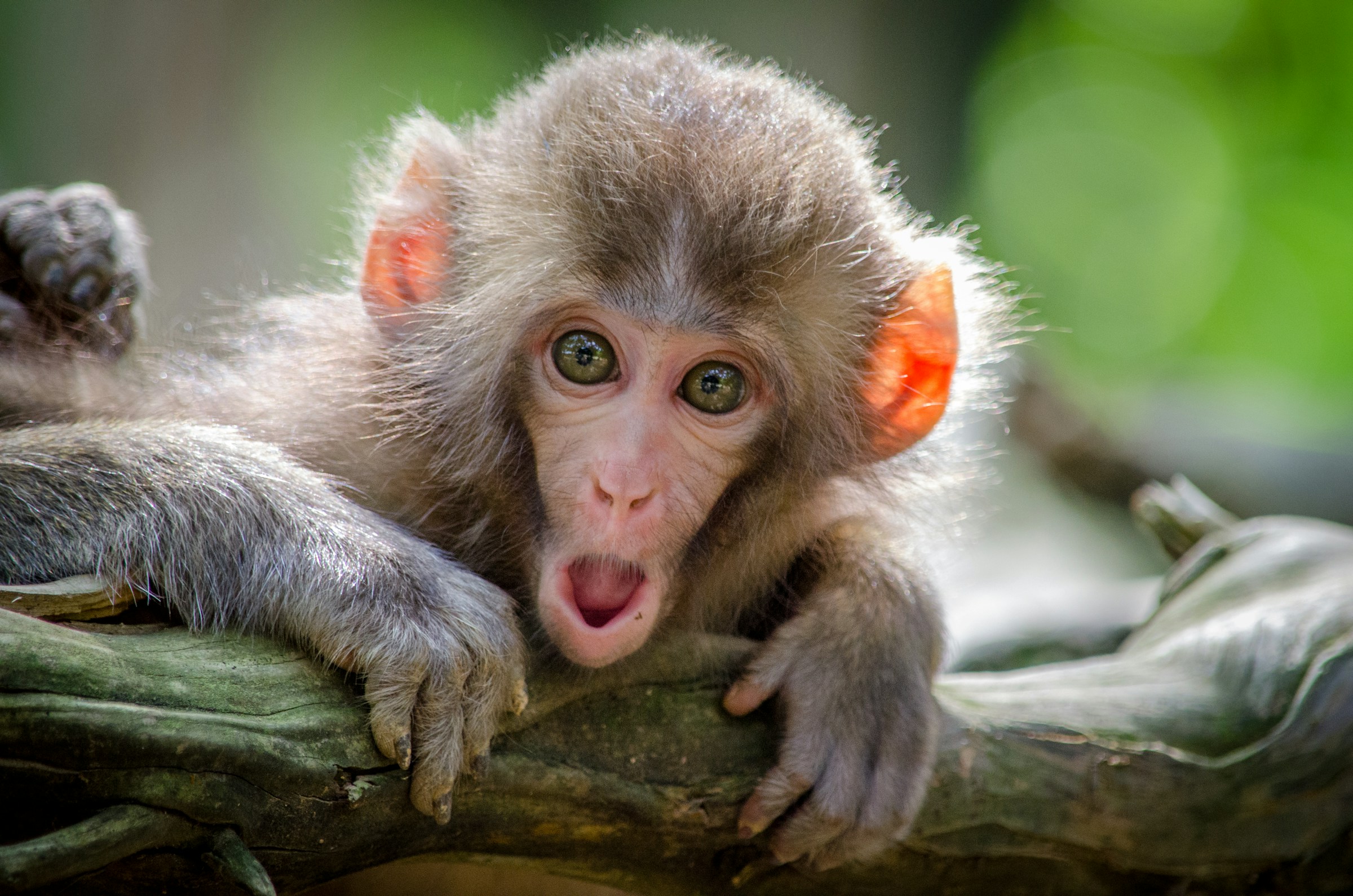 Un singe appuyé sur une branche | Source : Unsplash