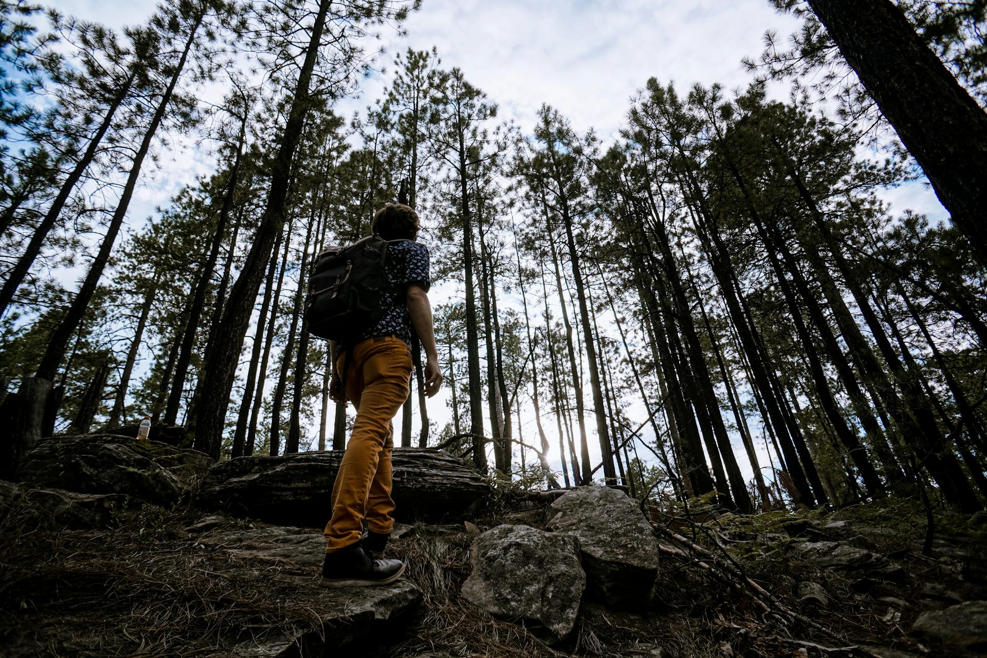 Un homme en randonnée dans une forêt | Source : Pexels