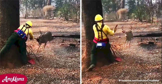 Les pompiers sauvent un cerf en détresse pris dans une ligne électrique lors de feux de forêt dévastateurs