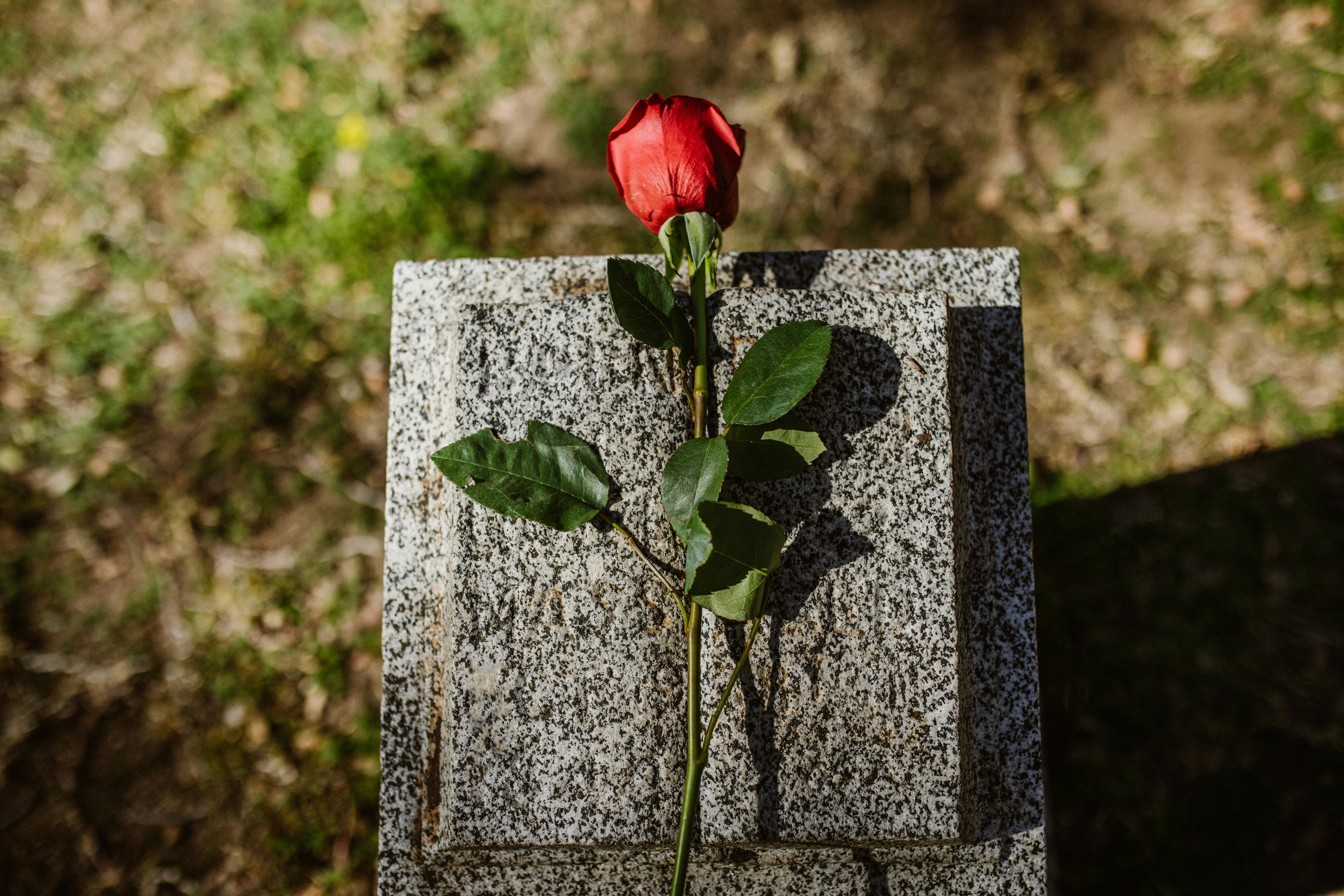 Fleur de rose sur une pierre tombale | Source : Pexels
