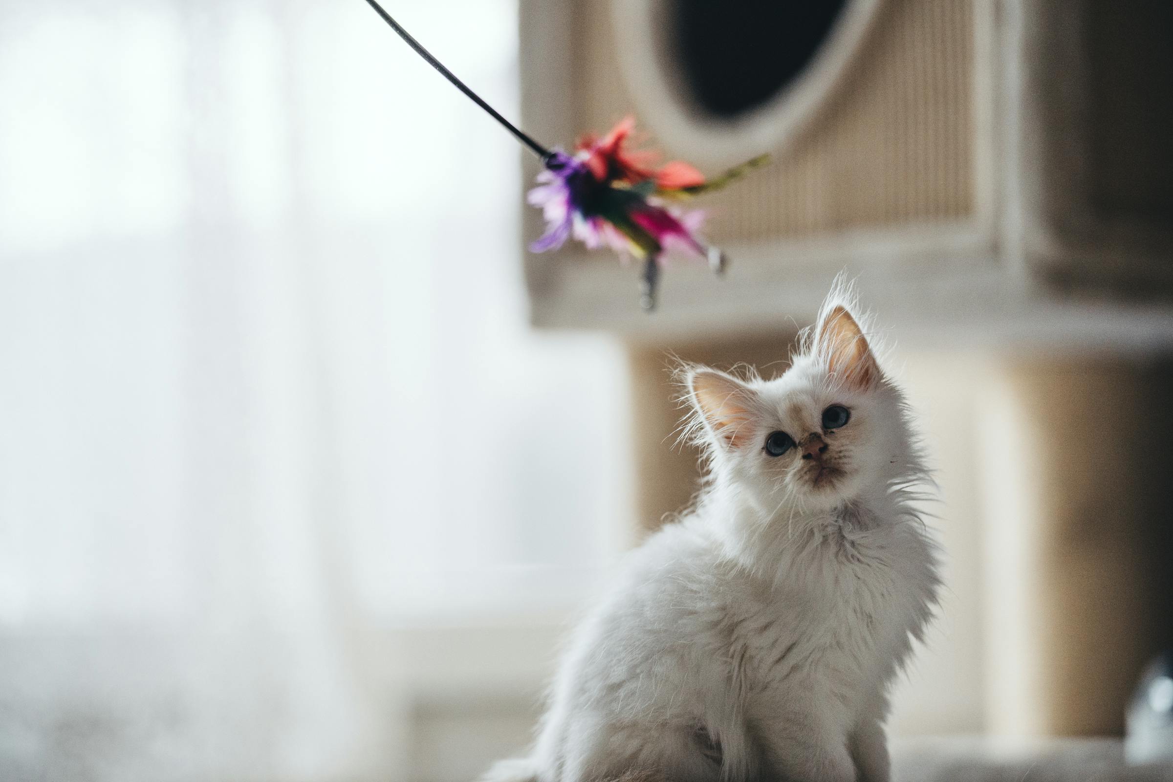 Un chaton qui regarde un jouet | Source : Pexels