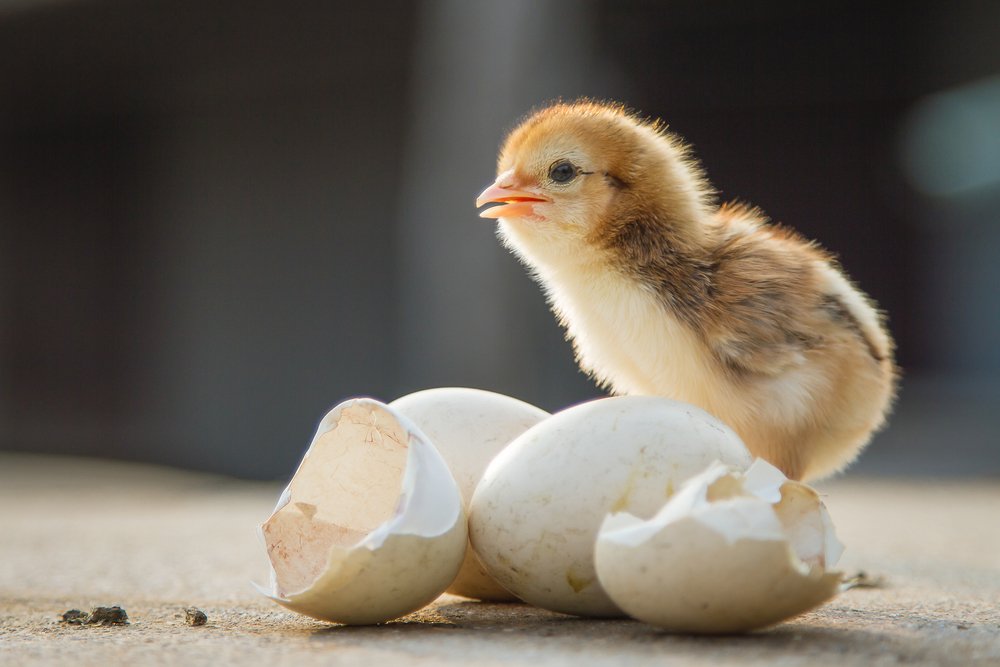 Poulet à côté de coquilles d'oeufs | Photo : Shutterstock