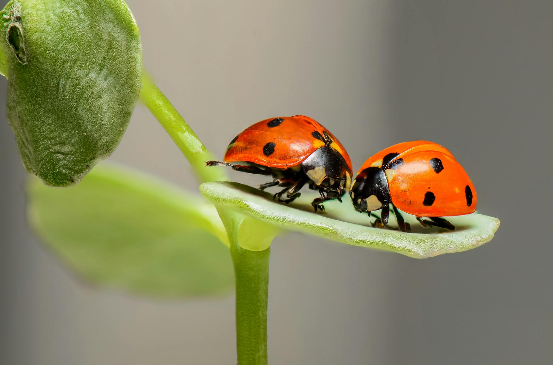 Two ladybugs on a green leaf | Source: Pexels