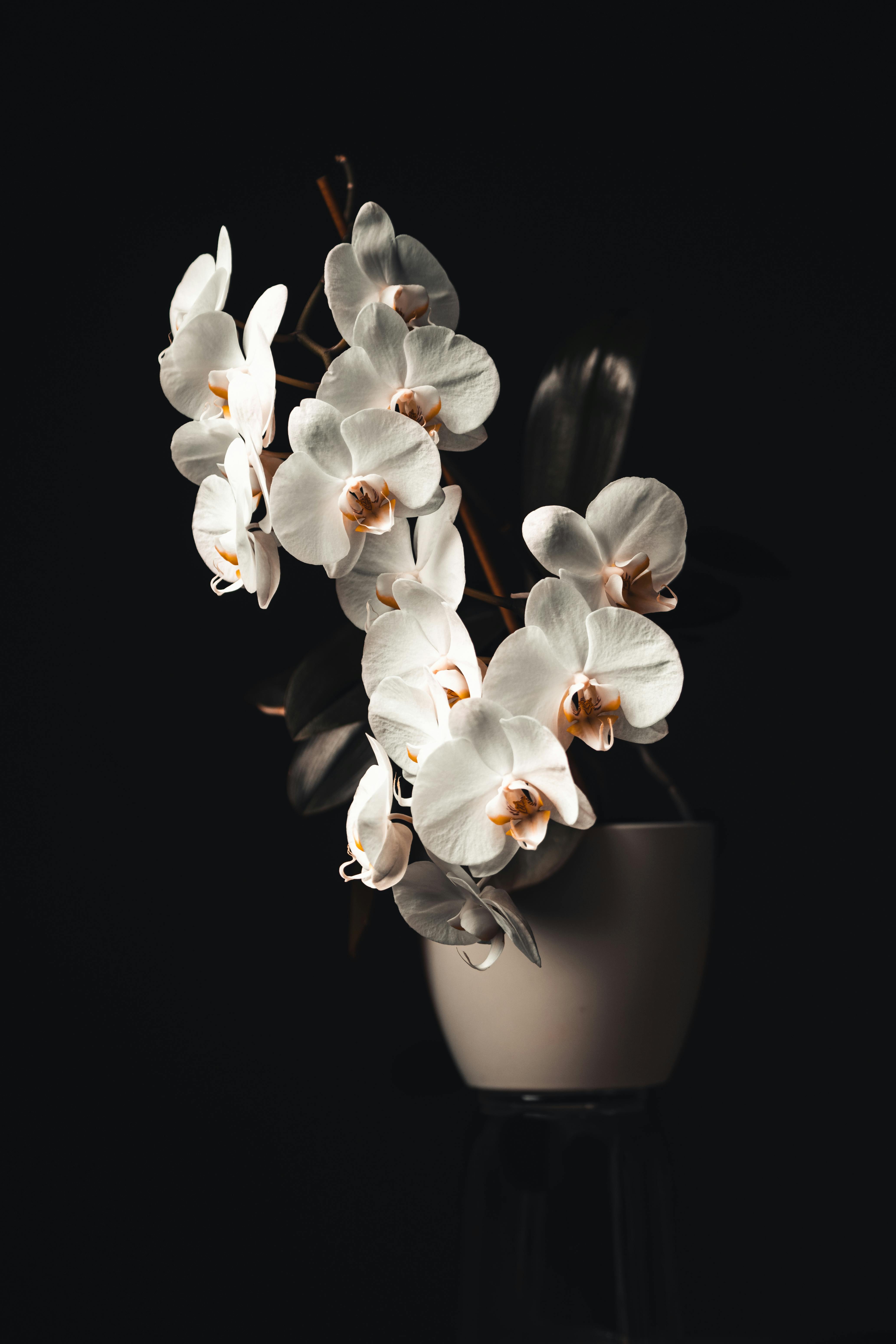 A white orchid in a pot | Source: Pexels