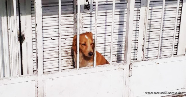 Une femme dénonce le cas d'un chien enfermé dans un espace minuscule pour qu'il protège des affaires