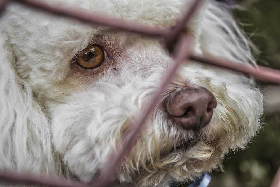 Un chien triste enfermé | Phoro : Pixabay