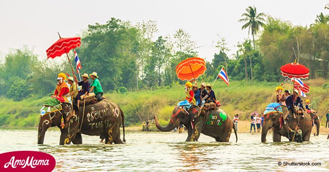 Les balades à dos d'éléphant : la dure vérité qui se cache derrière cette attraction en photos