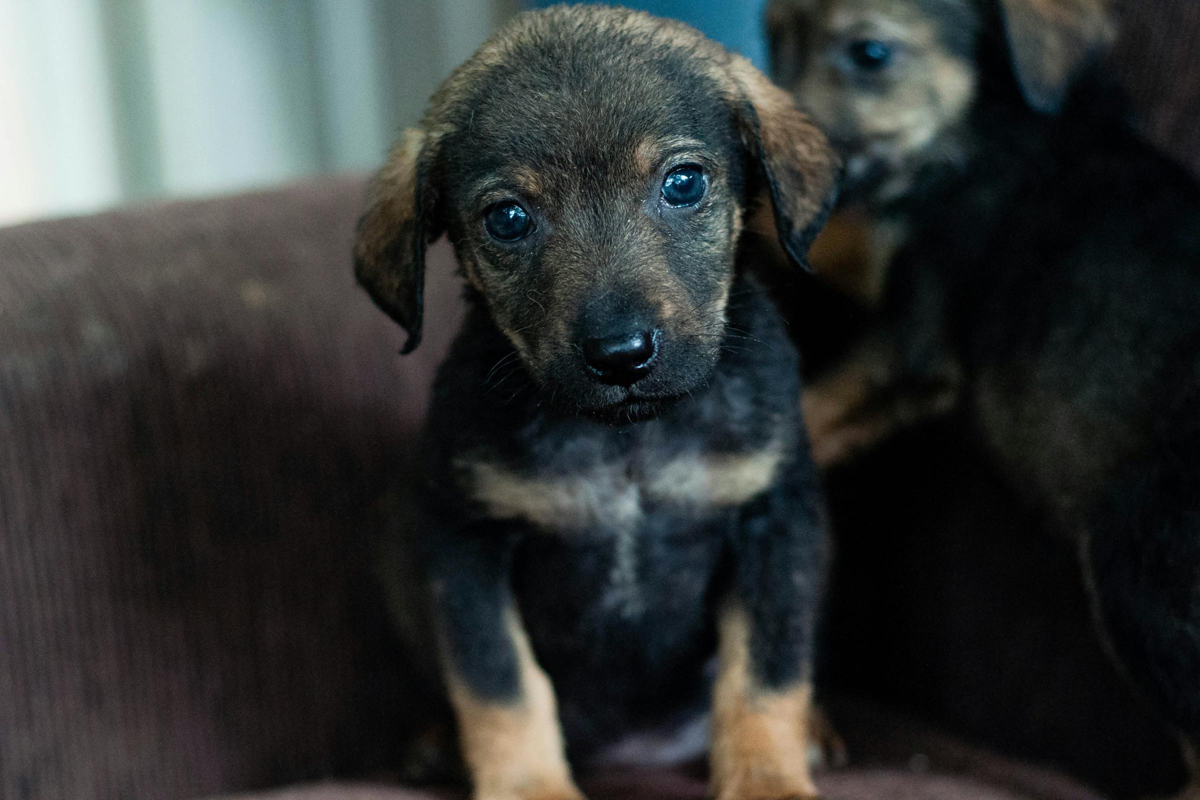Un chiot mignon | Source : Pexels
