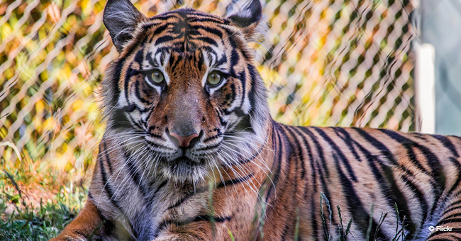 Une tigresse a donné naissance à des jumeaux, mais un des tigrons ne respirait plus, et son instinct maternel est entré en action