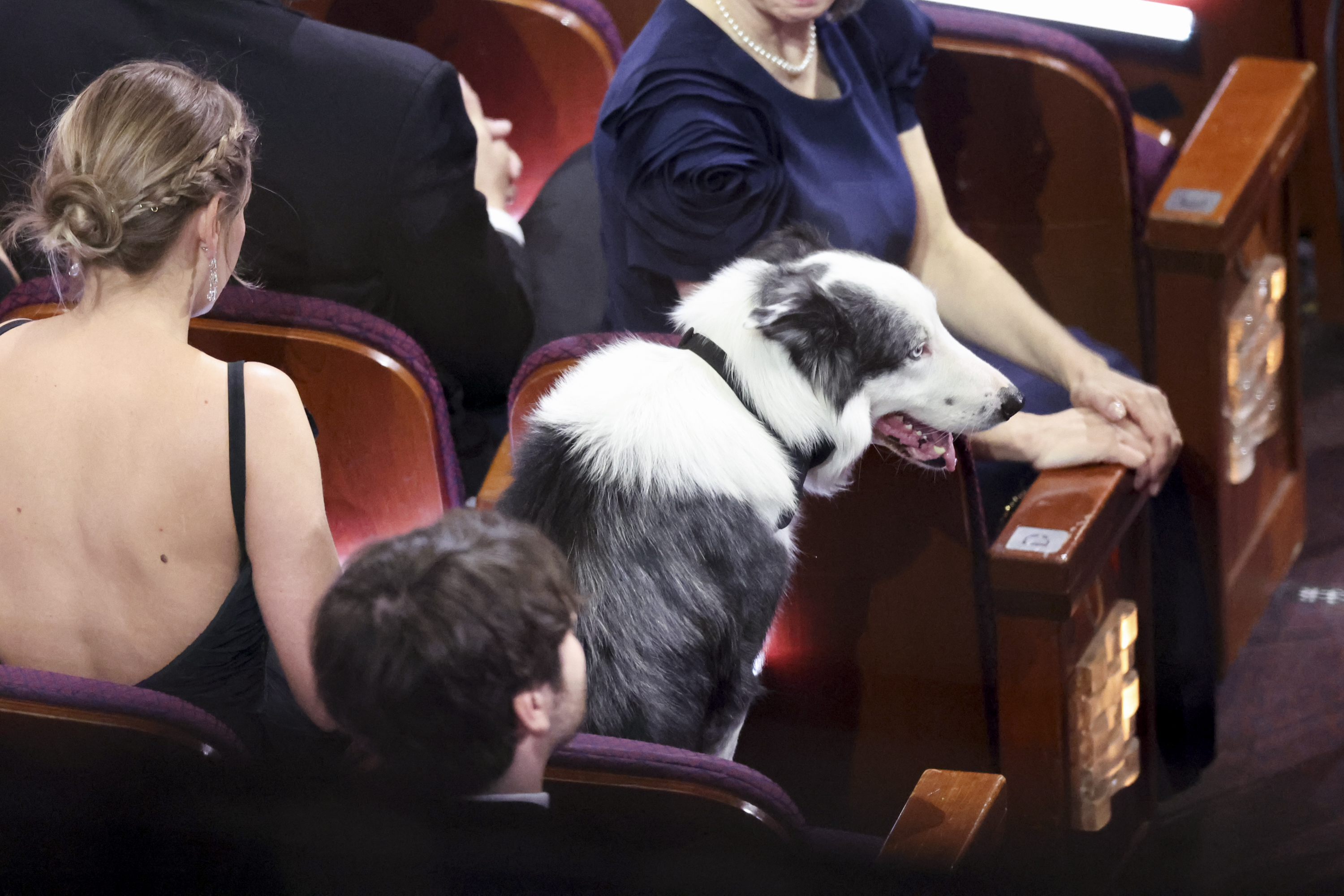 Messi le chien lors de la 96e cérémonie annuelle des Oscars le 10 mars 2024 à Los Angeles, Californie | Source : Getty Images