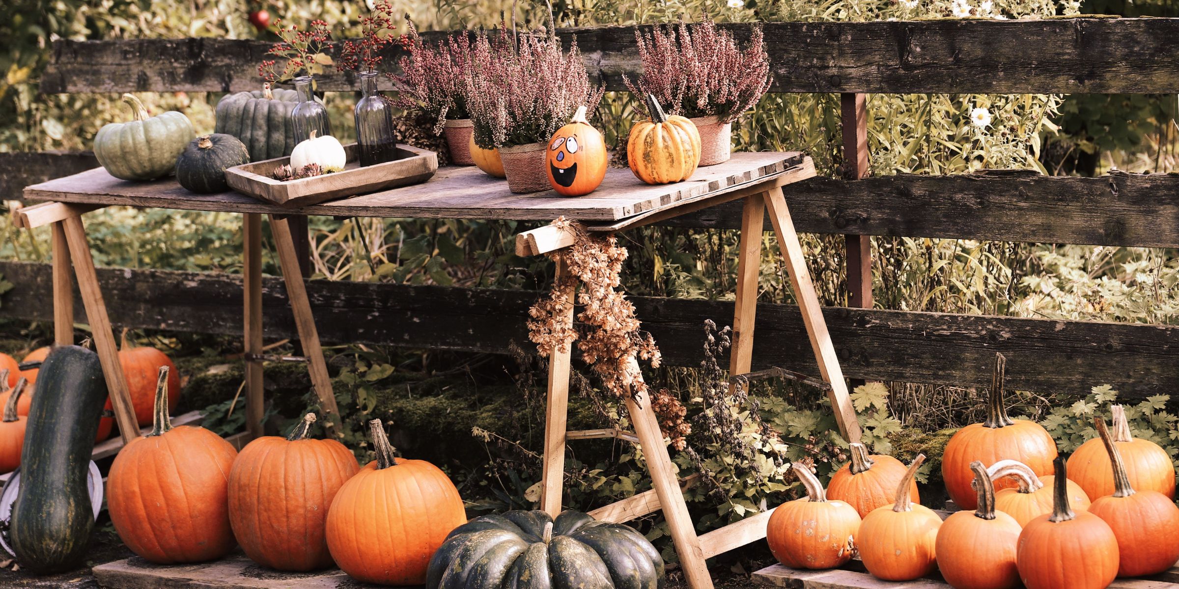 Des citrouilles | Source : Pexels