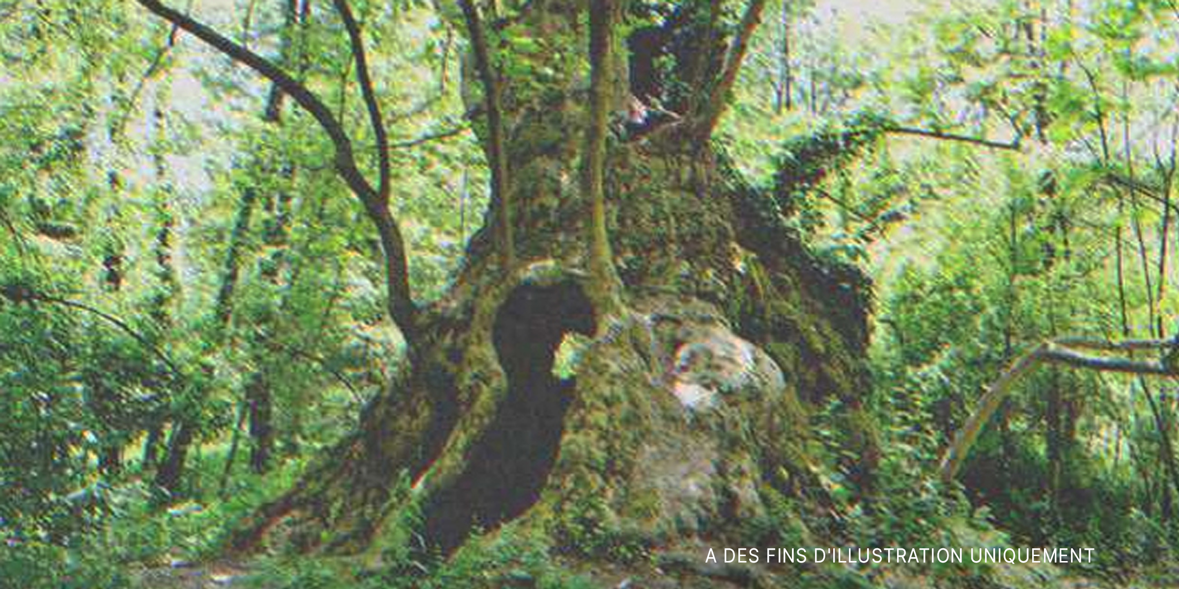 Un arbre | Source : Shutterstock