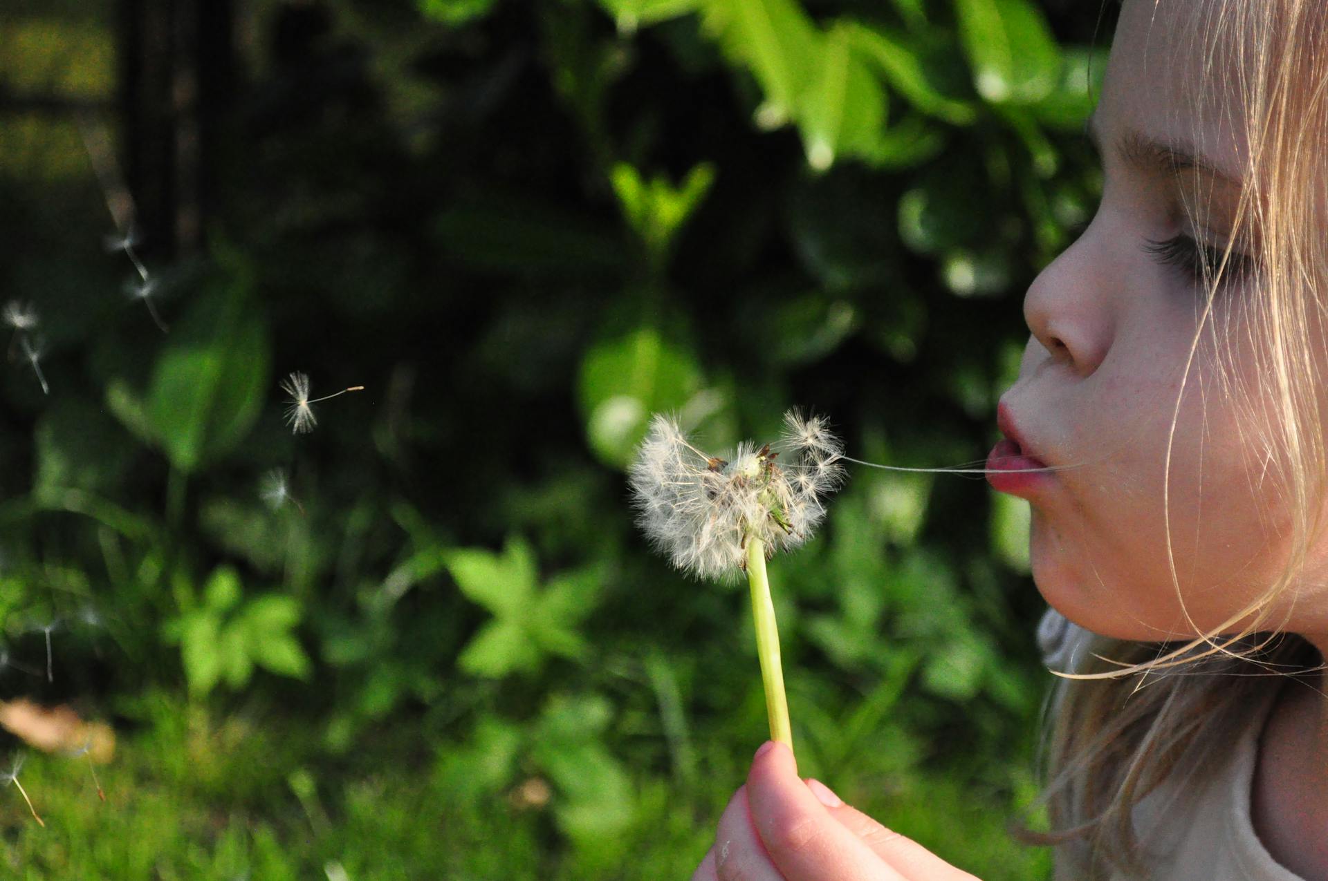 Une petite fille soufflant une fleur | Source : Pexels