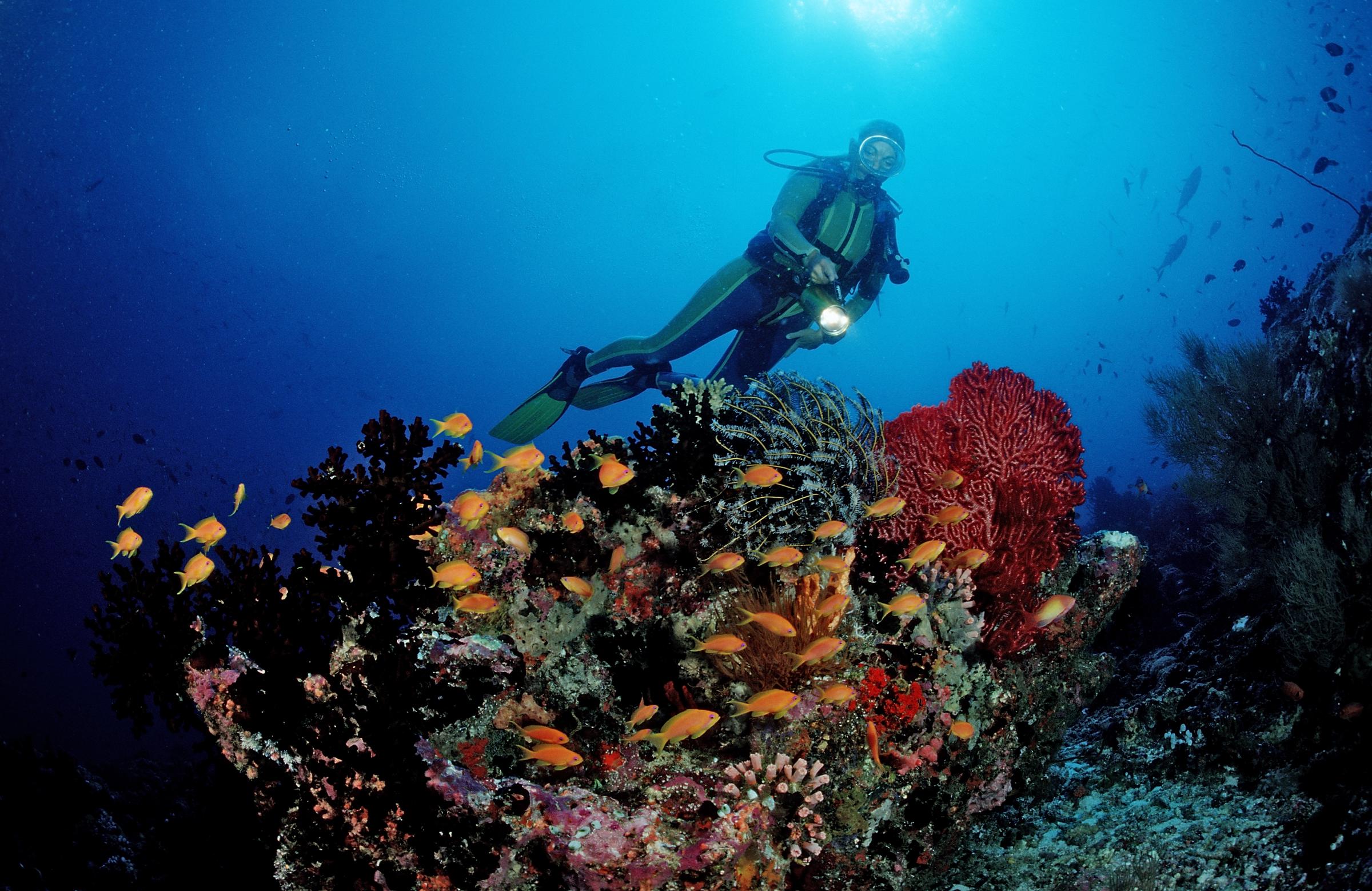 Plongeur dans un récif corallien, aux Maldives, dans l'océan Indien, atoll de Meemu | Photo d'illustration I Source : Getty Images