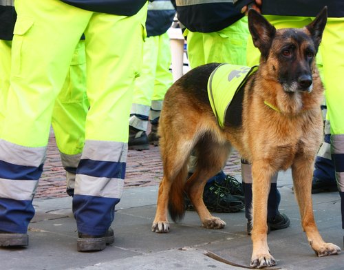 Un maître chien et son chien recherchent une personne disparue | Photo : Shutterstock