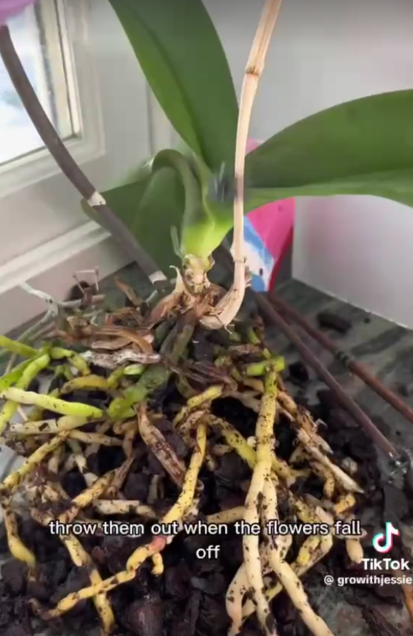 Orchid roots seen in a TikTok video dated January 24, 2023 | Source: TikTok/@growithjessie