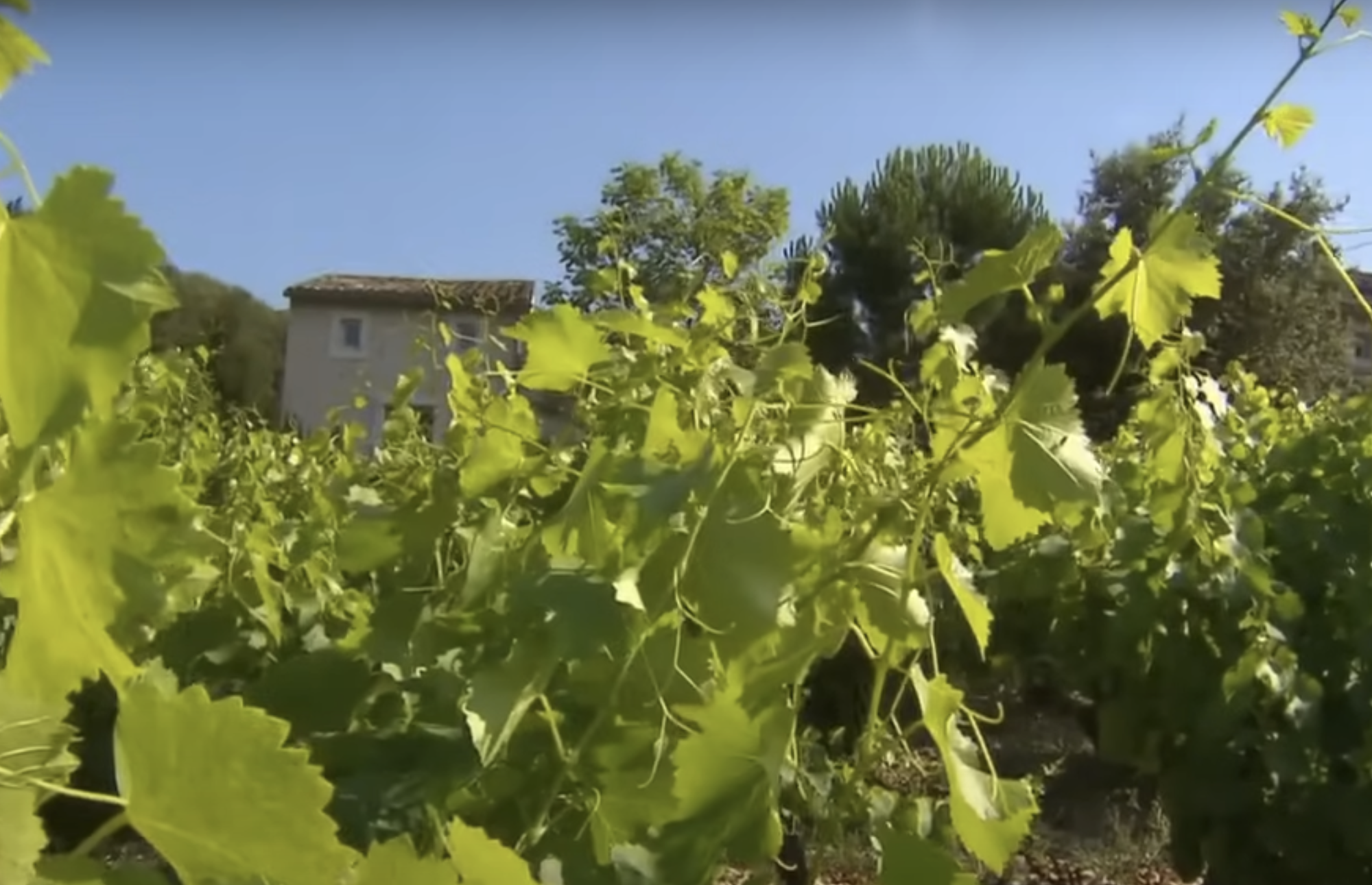 Photos des vignobles dans la propriété de Mimie Mathy et son mari. l Source : YouTube