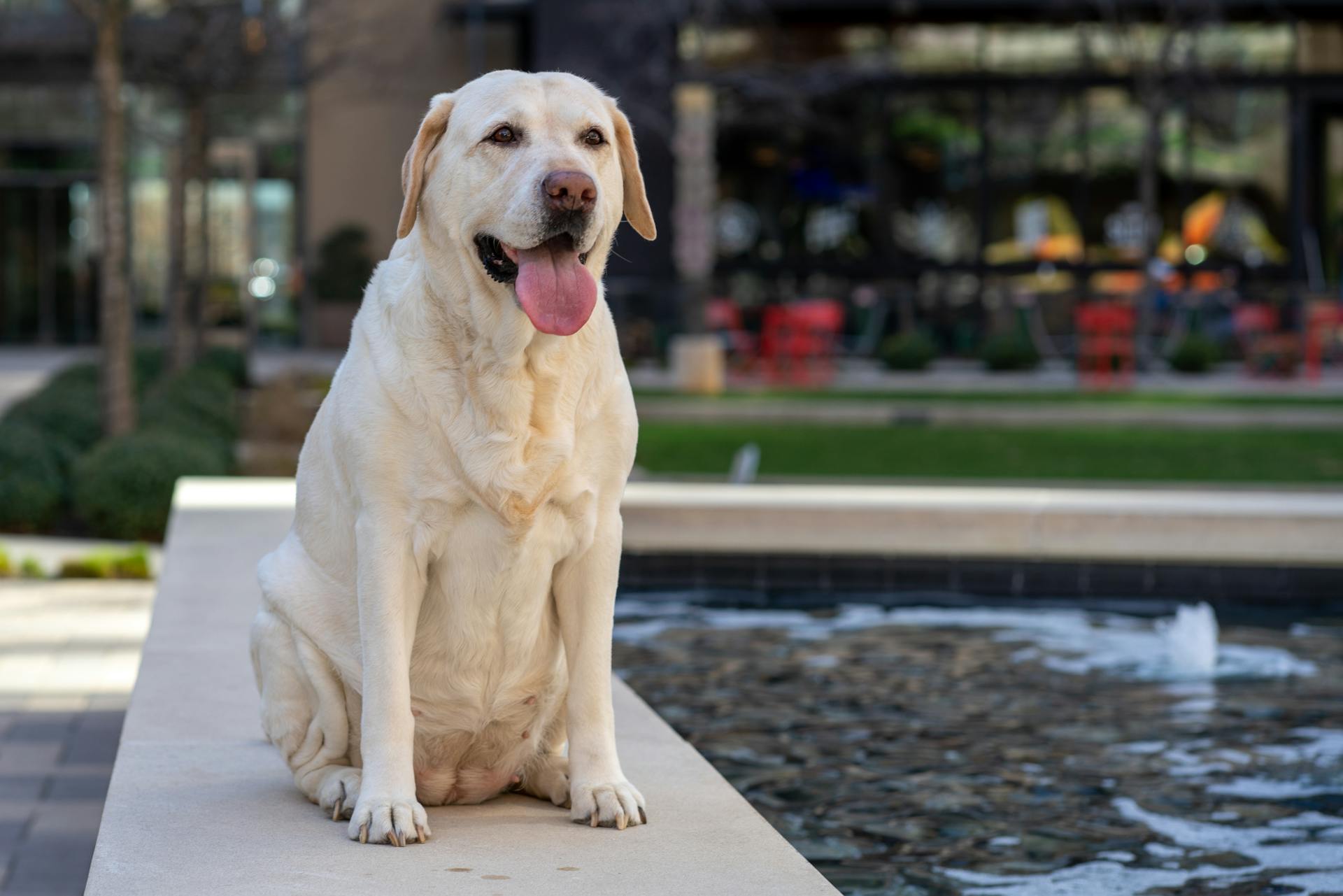 A dog sitting near the water | Source: Pexels