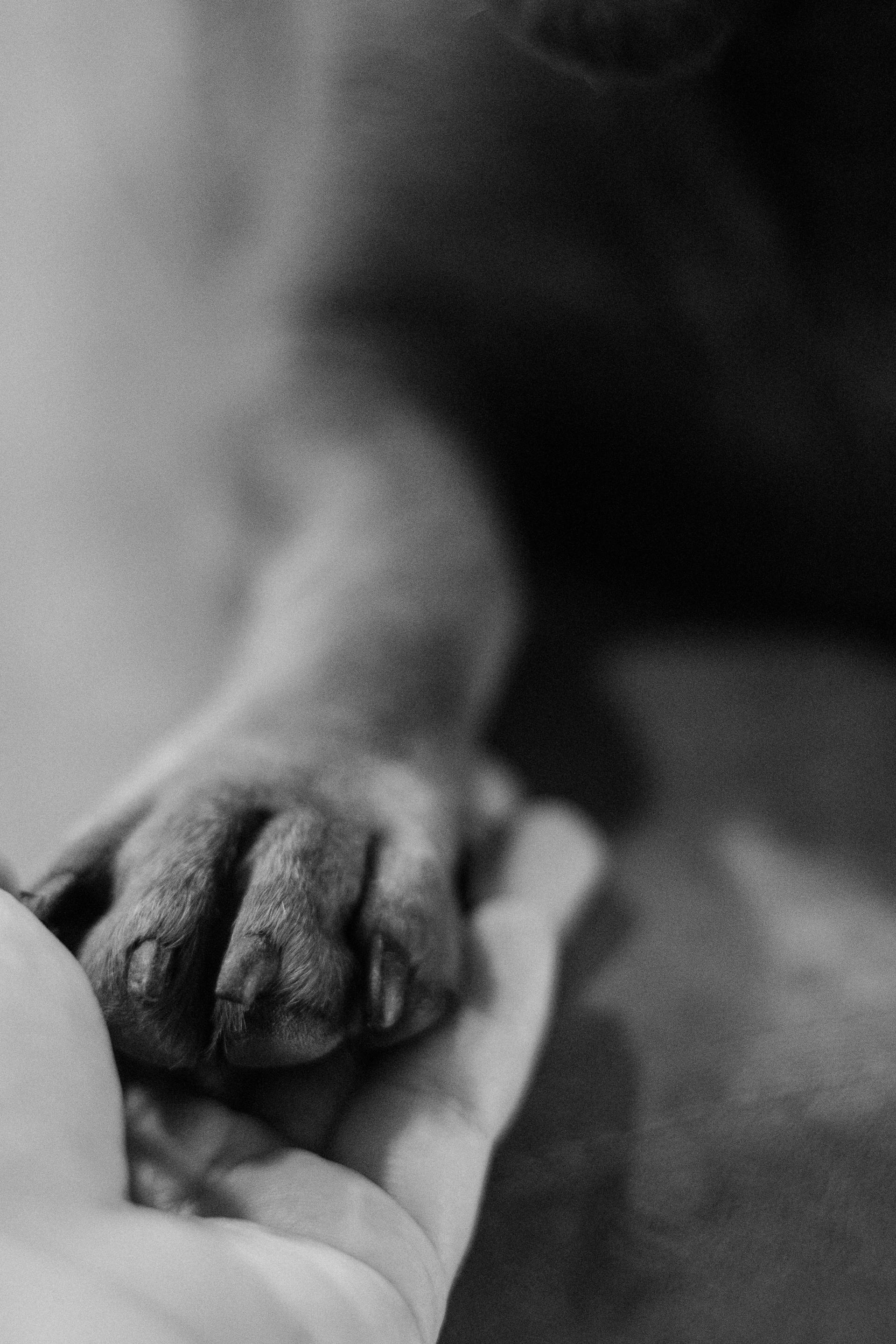 Photo en niveaux de gris d'un chien qui secoue la patte de son maître | Source : Pexels