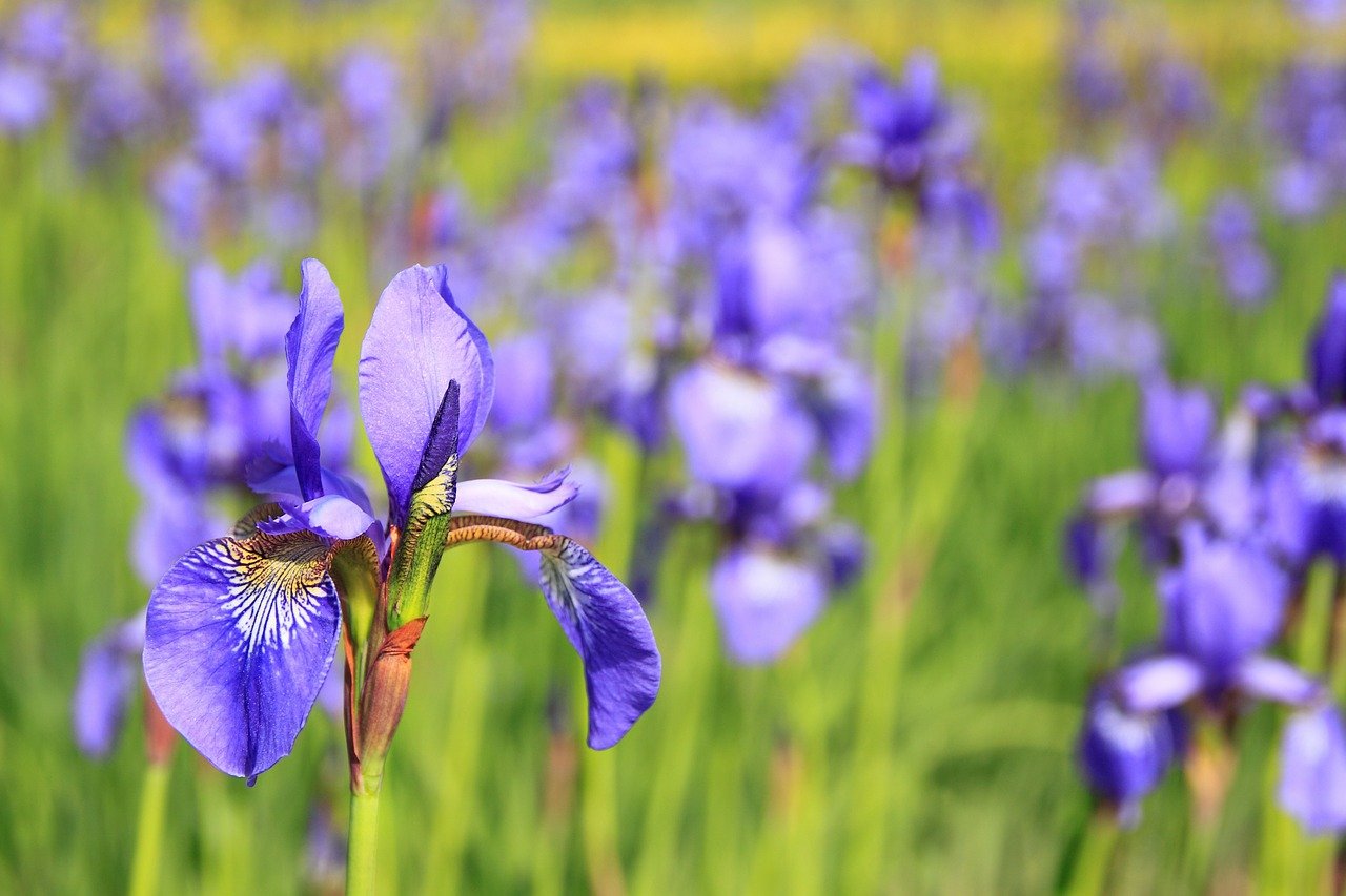 Une fleur d'iris | Photo : Pixabay.