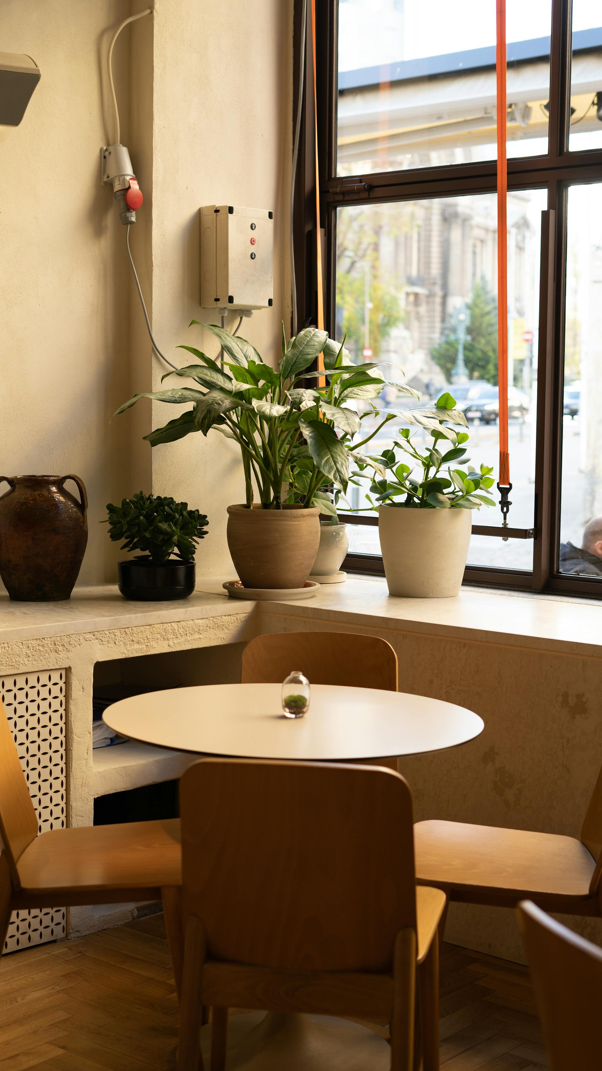 Plantes dans un café | Source : Pexels