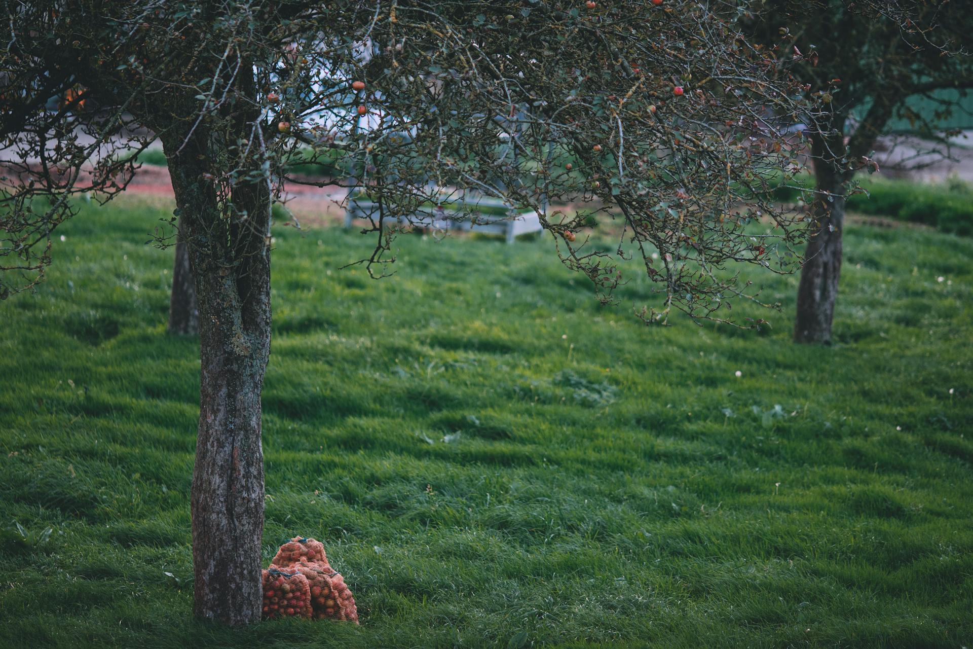Un gros plan d'arbres | Source : Pexels