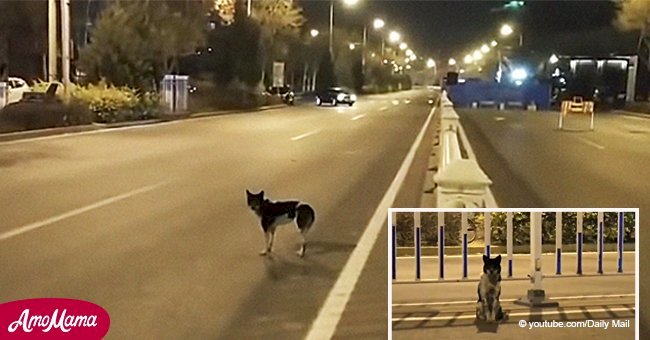 Un chien en deuil attend 80 jours à l'endroit où son propriétaire est décédé des suites d'un accident de voiture