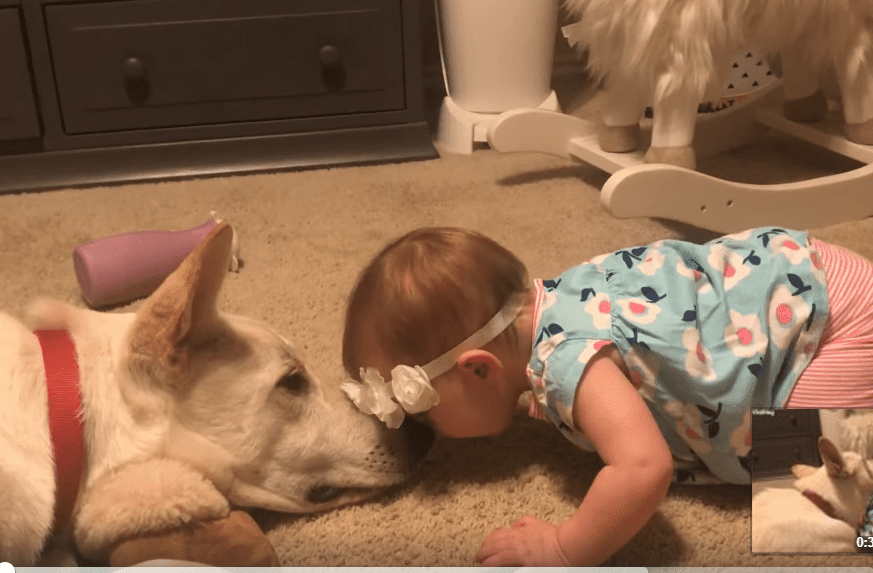 Une petite fille fait des bisous au chien. | Photo : Facebook/ViralHog