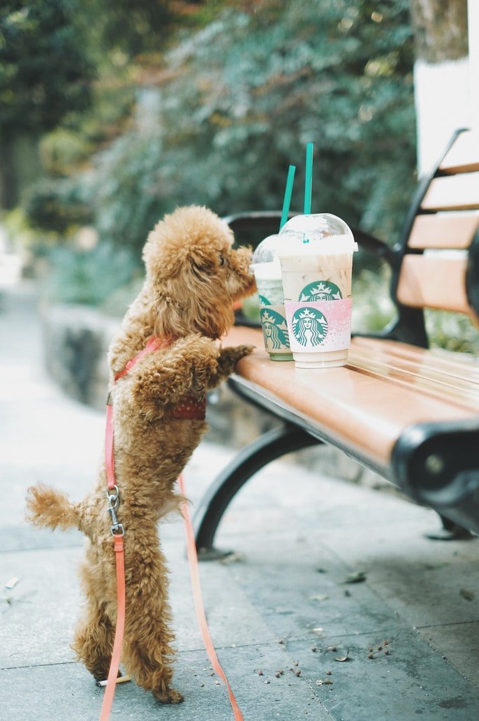 La jeune femme avait laissé sa tasse de café sur le banc du parc. | Source : Unsplash