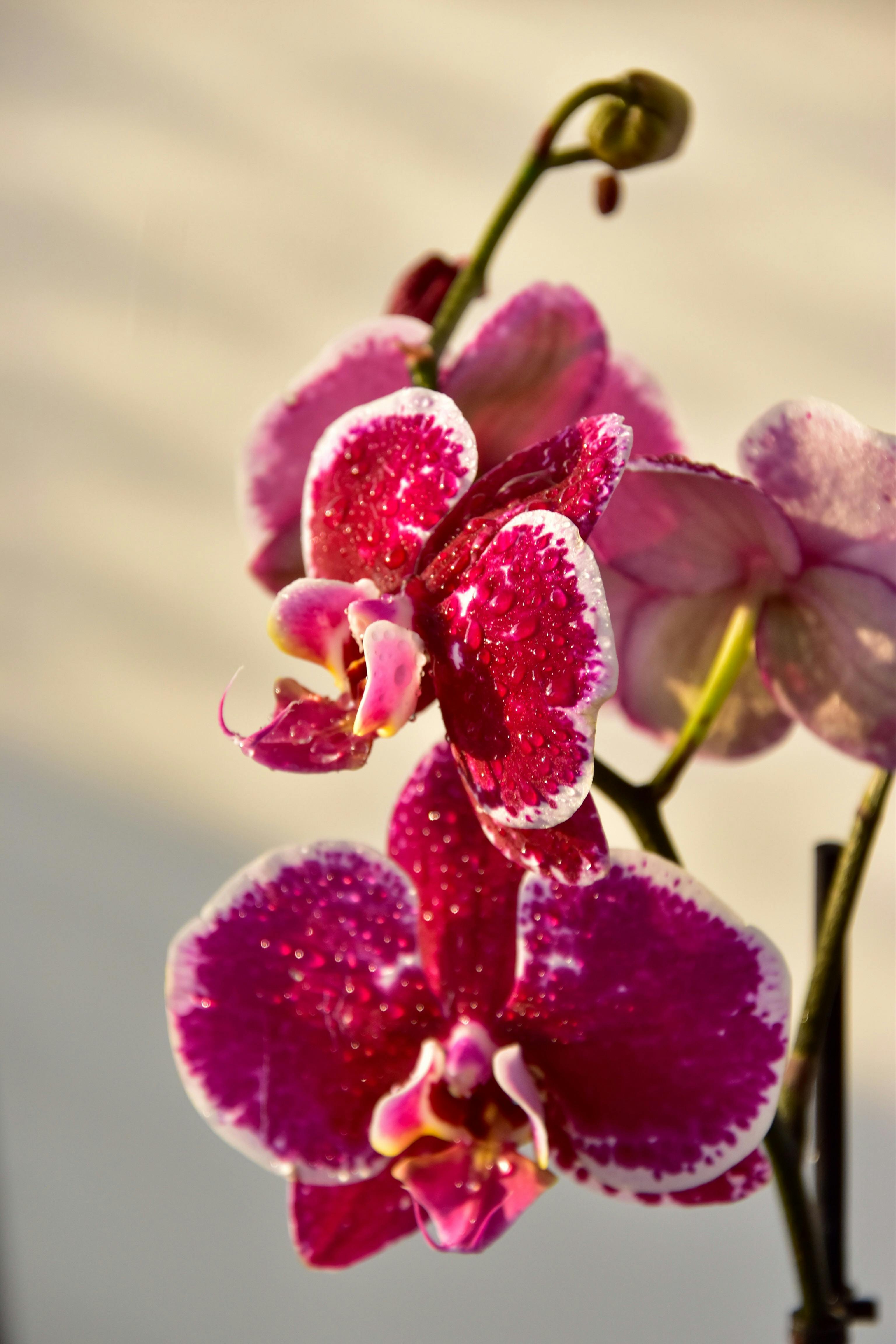 Orchidées mites violettes | Source : Pexels