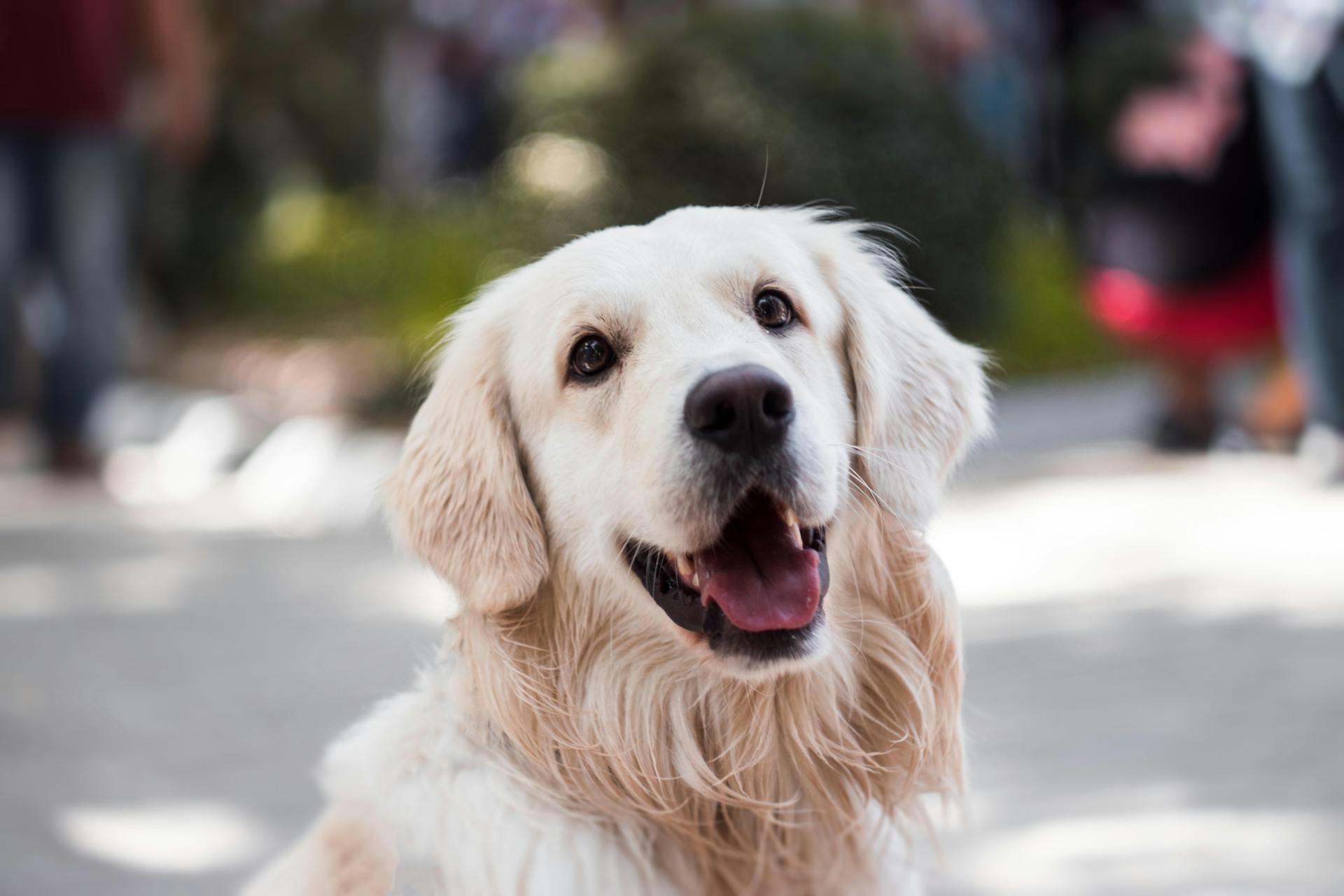 Un golden retriever | Source : Pexels