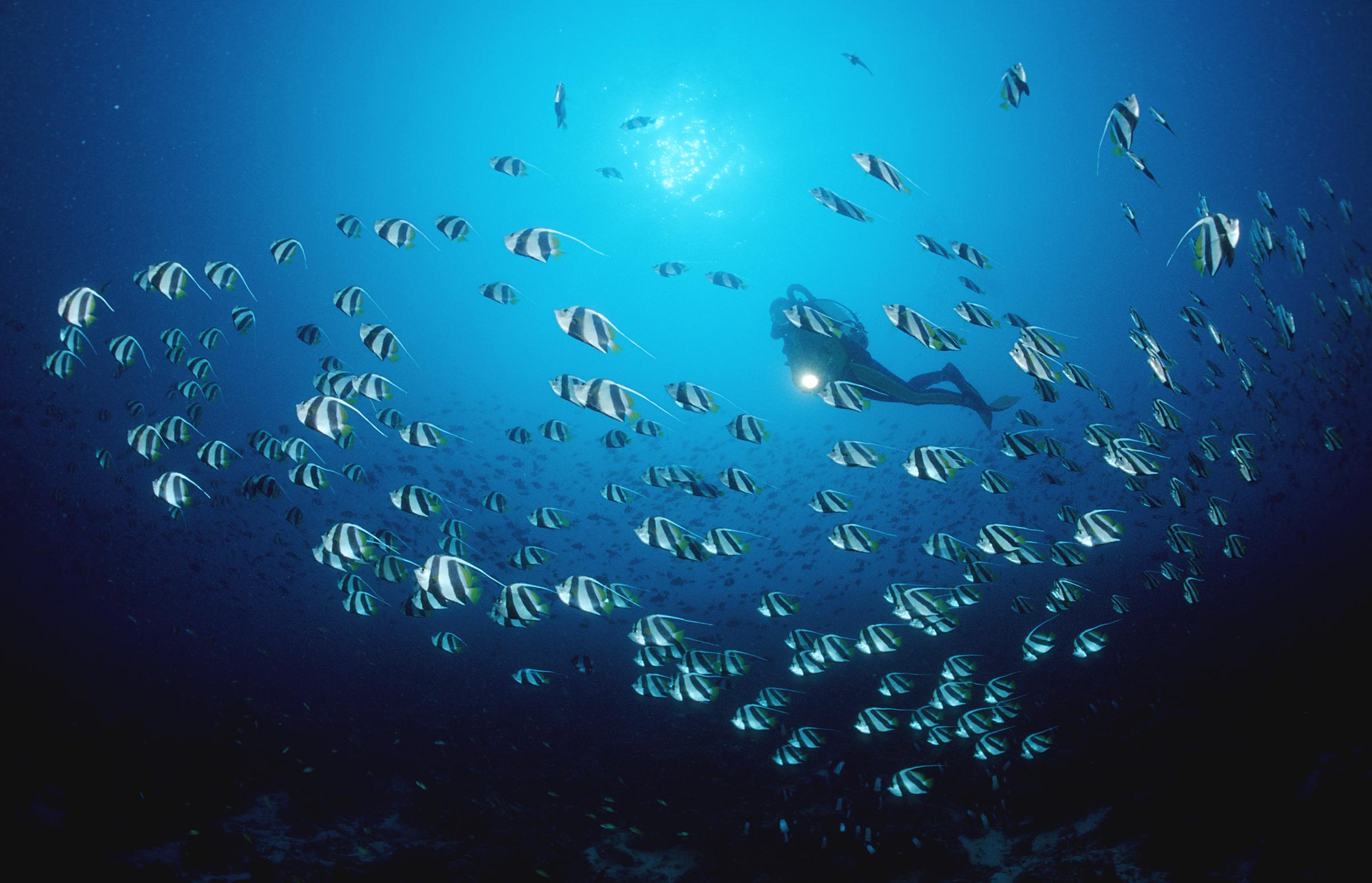 Île des Maldives, océan Indien, atoll d'Ari | Photo d'illustration I Source : Getty Images