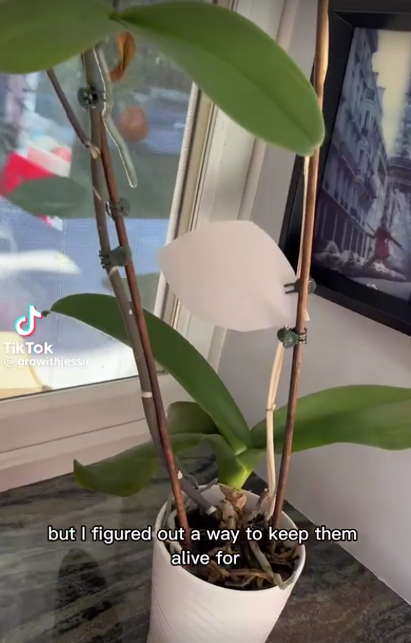 Une plante en pot près de la fenêtre, comme on le voit dans une vidéo TikTok datée du 24 janvier 2023 | Source : Tiktok/@growithjessie