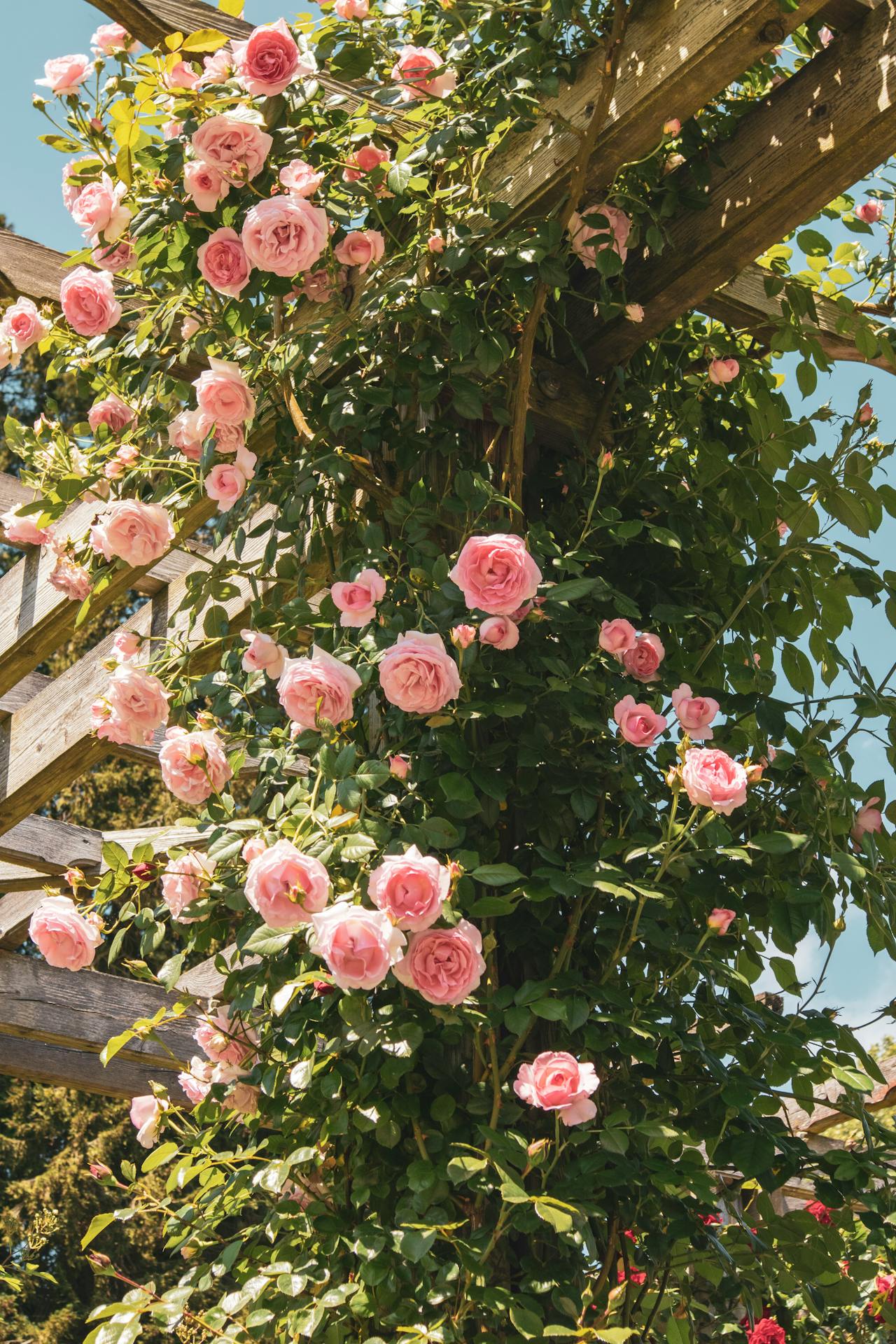 Un rosier rose en fleurs sur un treillis de jardin | Source : Pexels