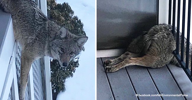Des officiers de police généreux sont venus en aide à un coyote sans défense qui était coincé, au lieu de le tuer