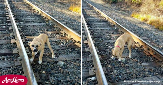Un homme a vu un chiot effrayé piégé sur une voie ferrée, et s'est précipite à ses côtés