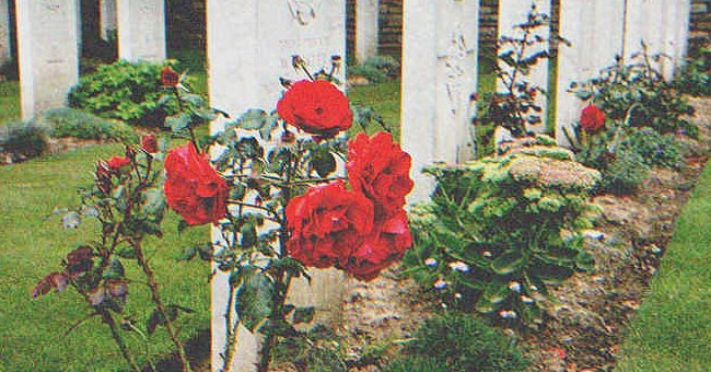 Stephen voulait savoir qui avait planté des roses sur la tombe de sa femme. | Source : Shutterstock