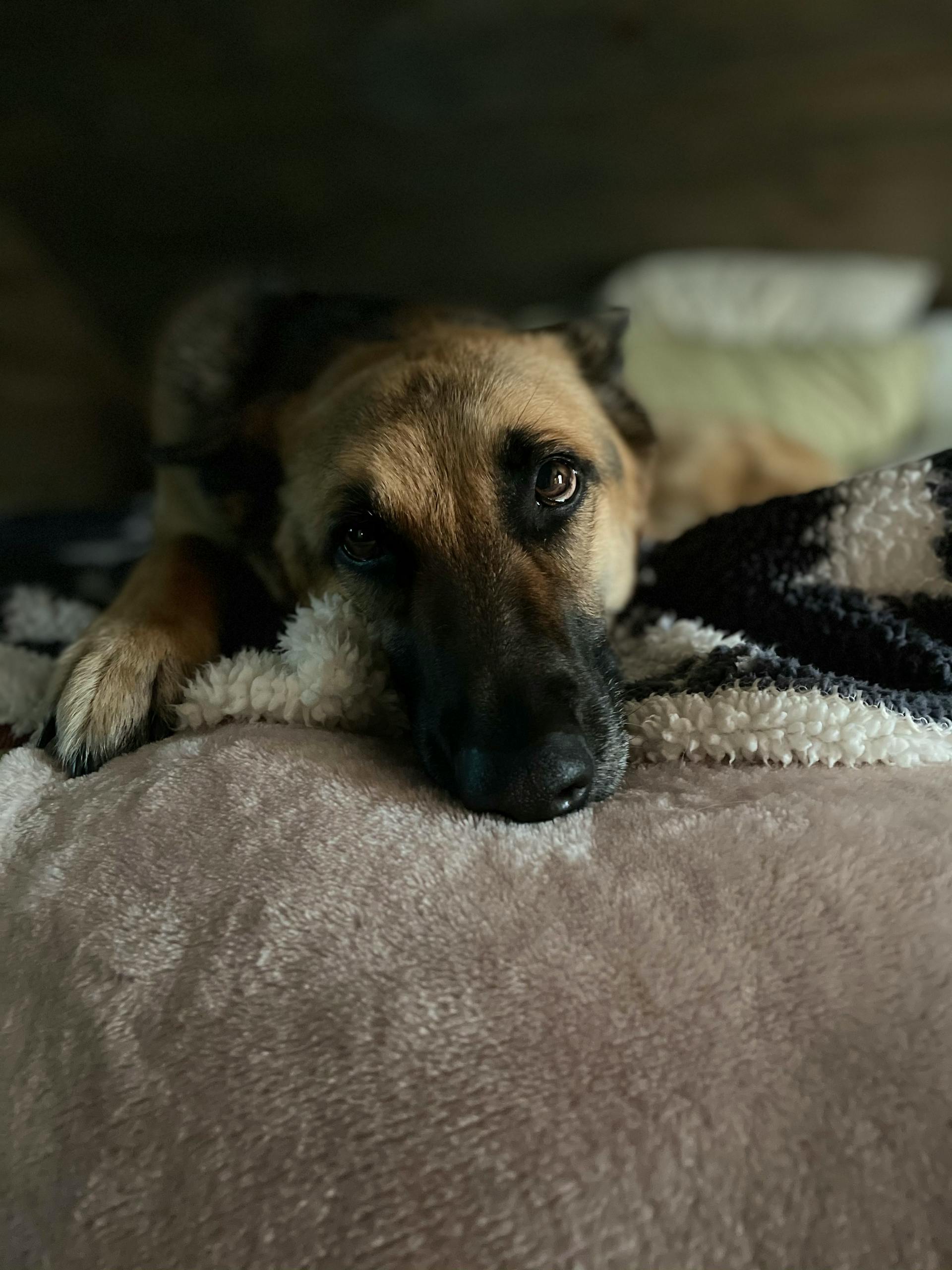 Un chien couché sur un lit | Source : Pexels