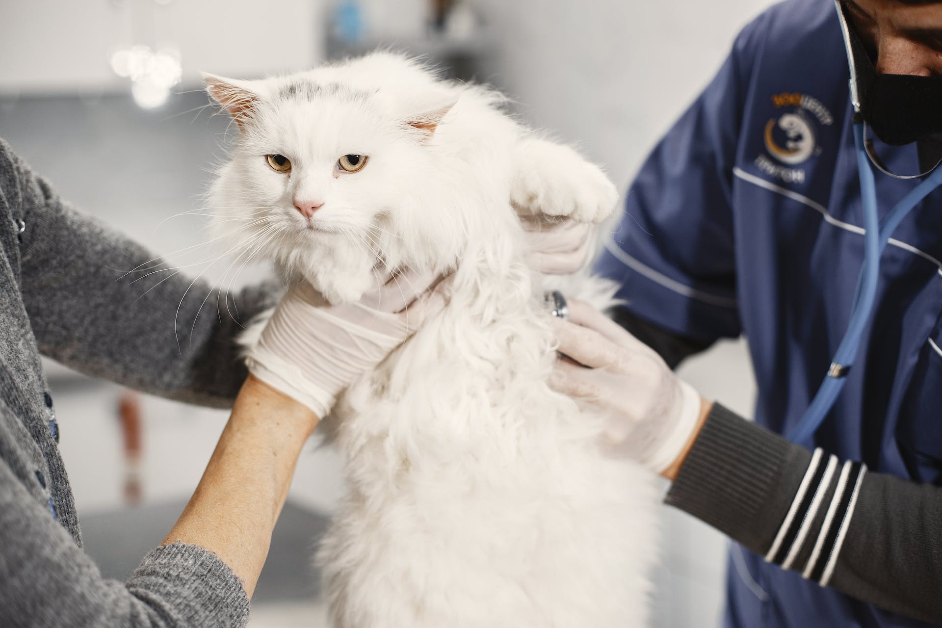 Un chat dans une clinique vétérinaire | Source : Pexels