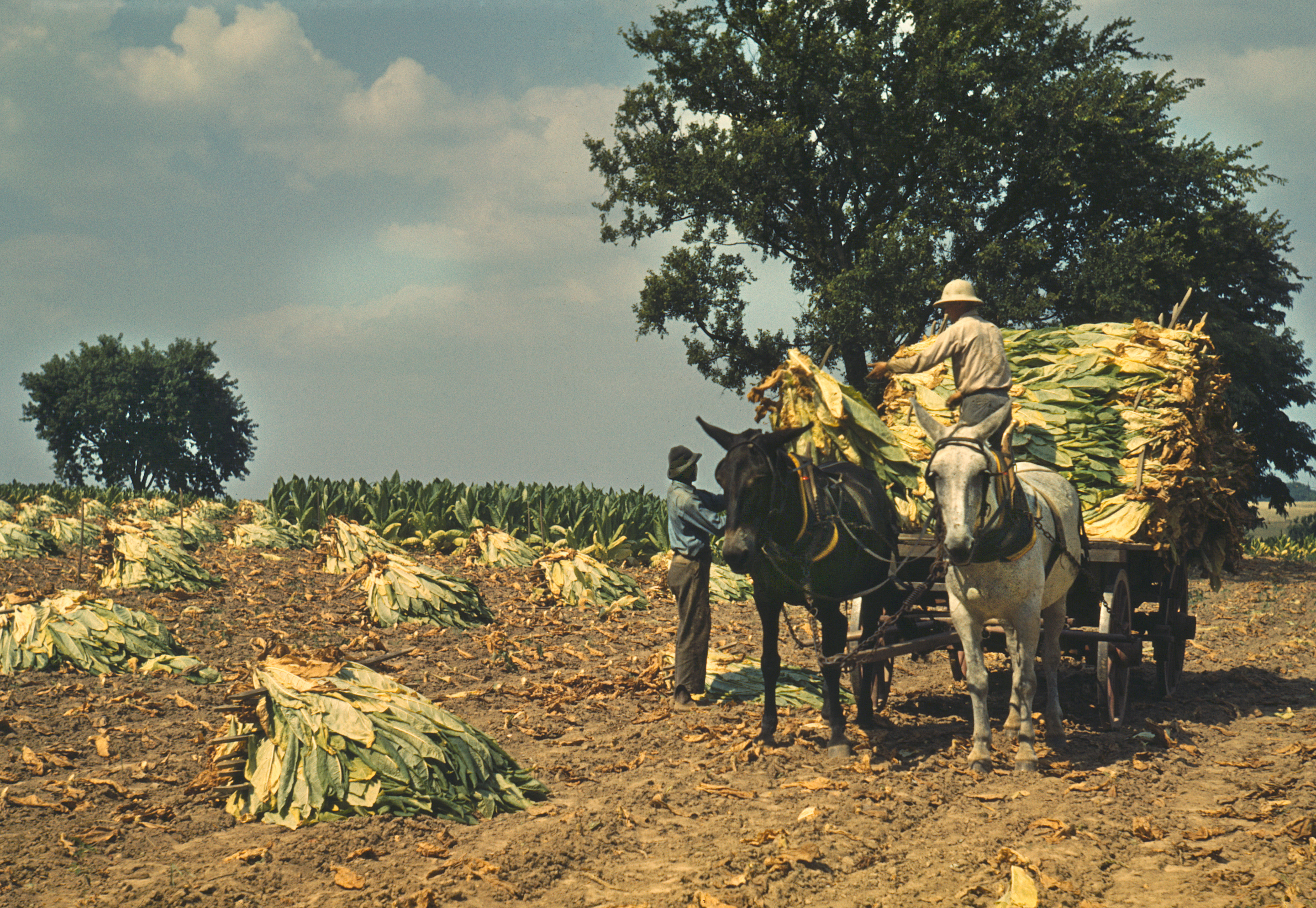 Deux travailleurs à la ferme Russell Spears, près de Lexington, Kentucky, septembre 1940 | Source : Getty Images