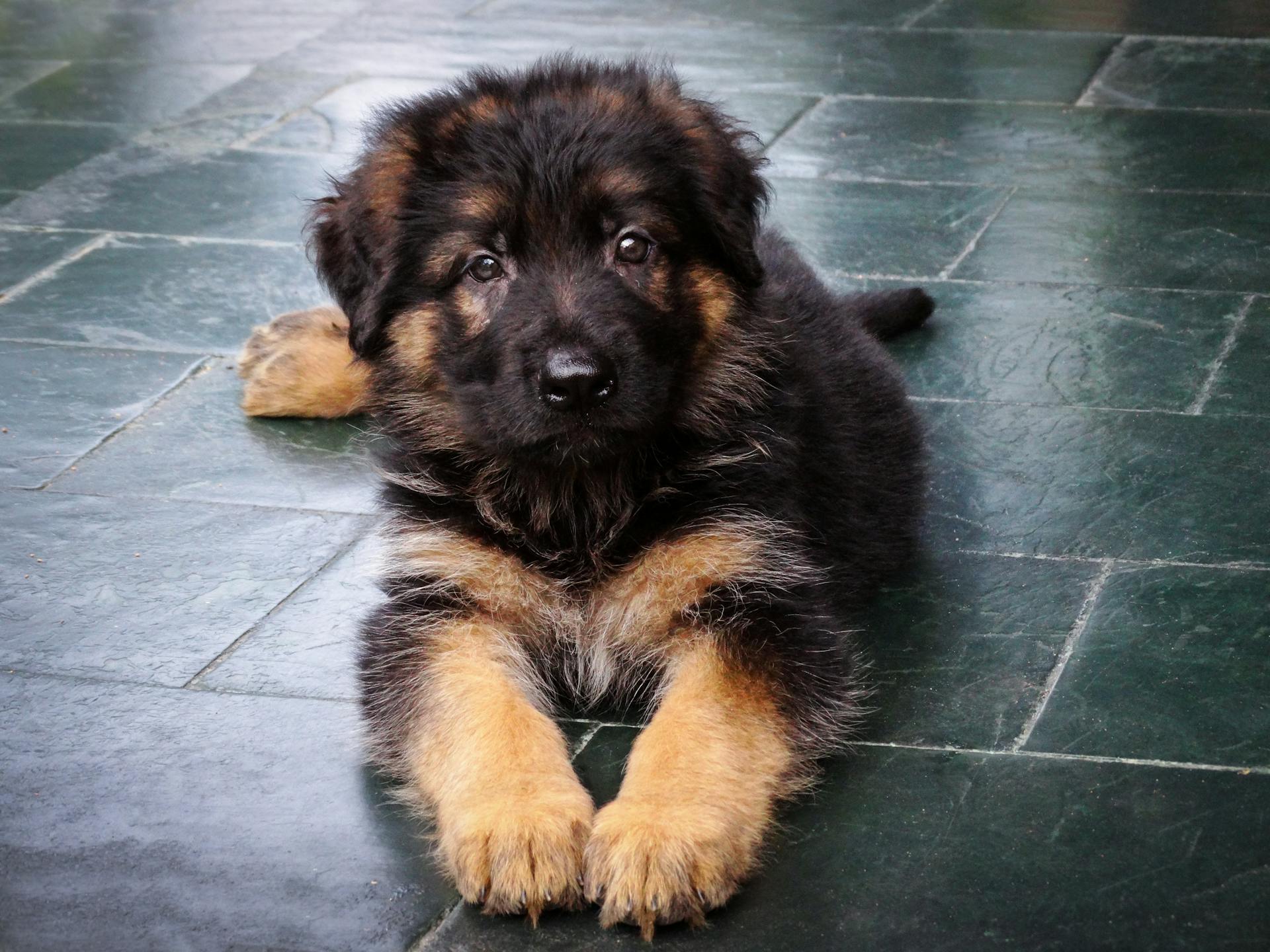 Un chiot assis sur le sol | Source : Pexels