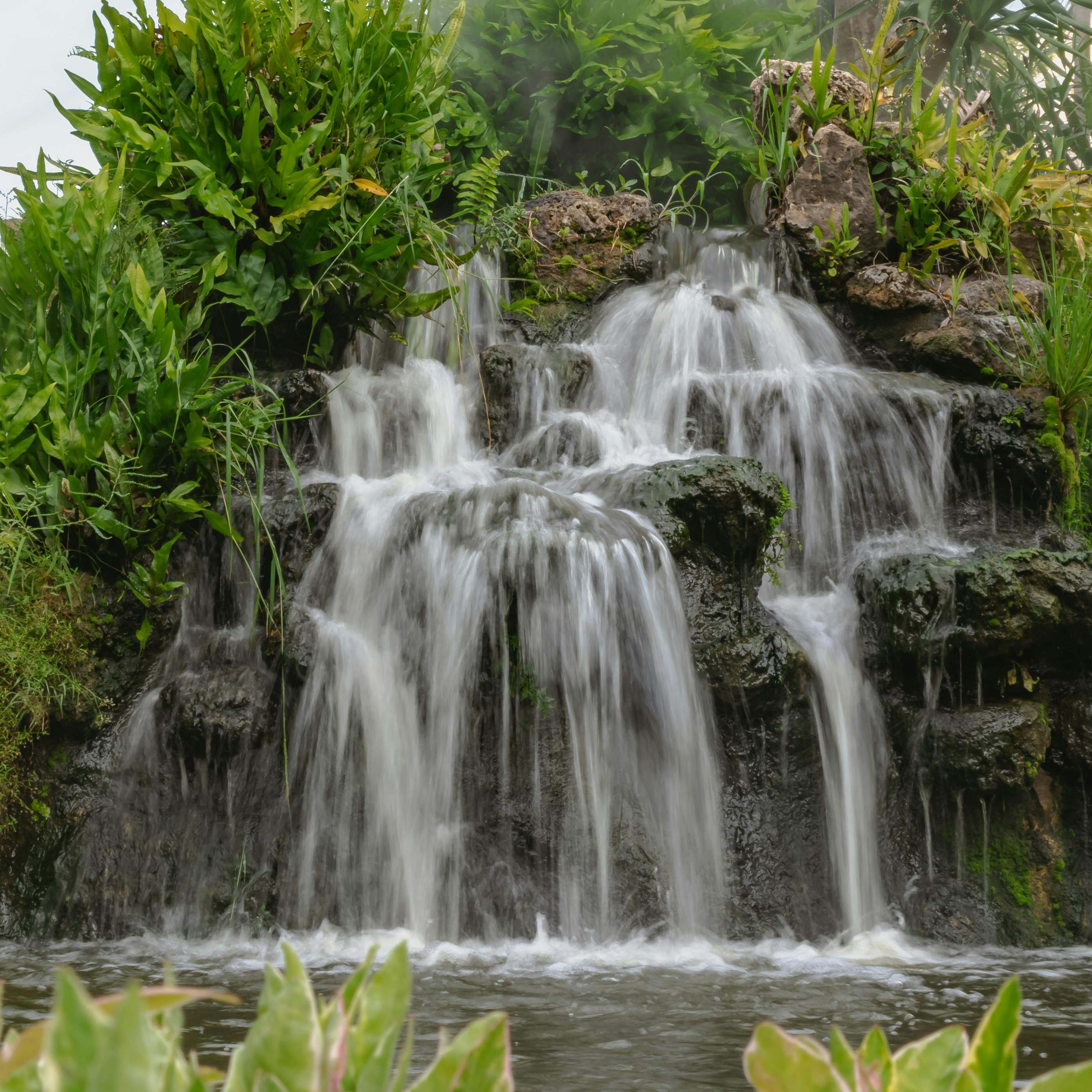 Un jardin luxuriant et primitif | Source : Pexels