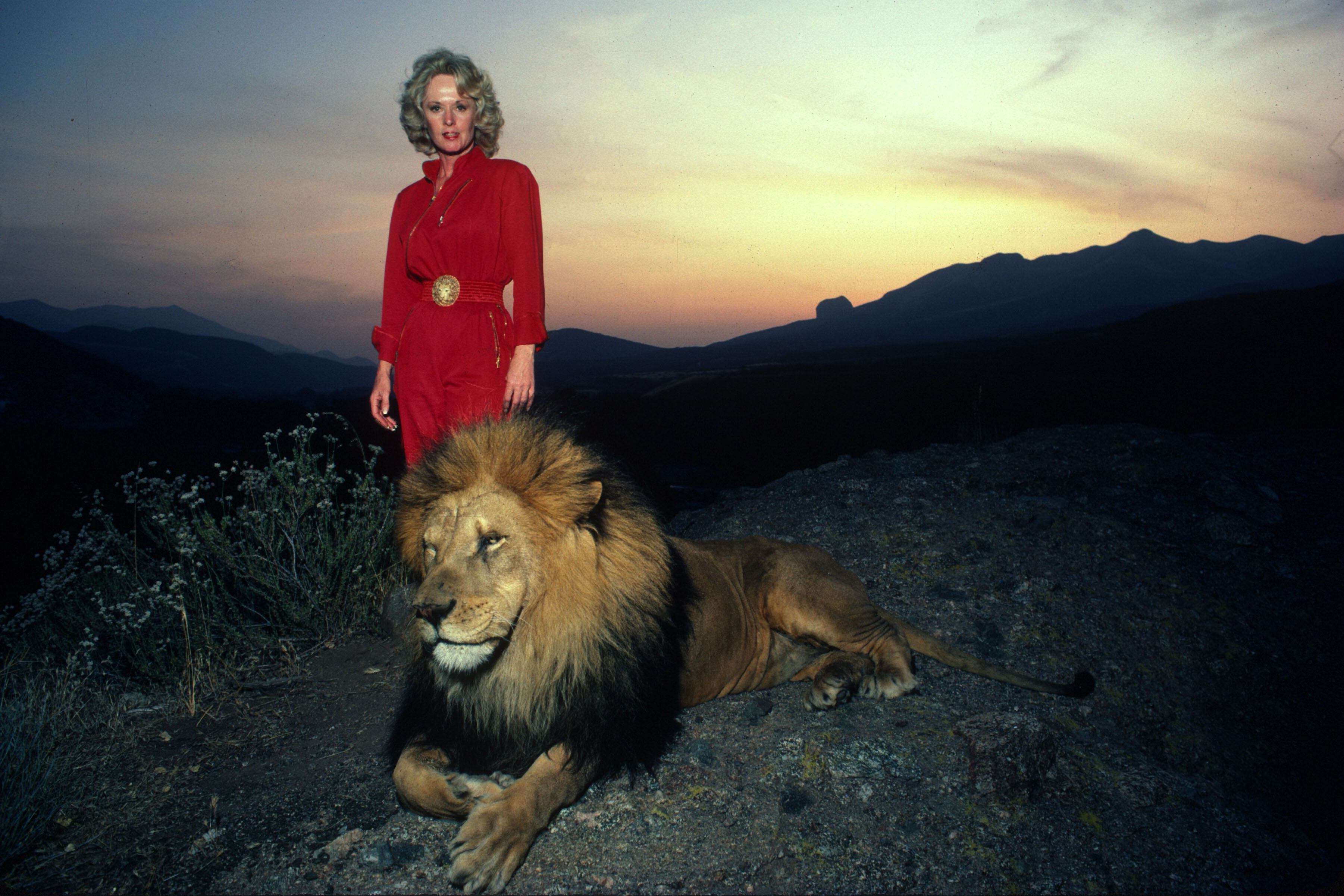 Tippi Hedren avec un lion mâle adulte sur une colline surplombant le flanc de montagne de sa réserve animale de Saugus, en Californie, le 16 novembre 1983. | Source : Getty Images