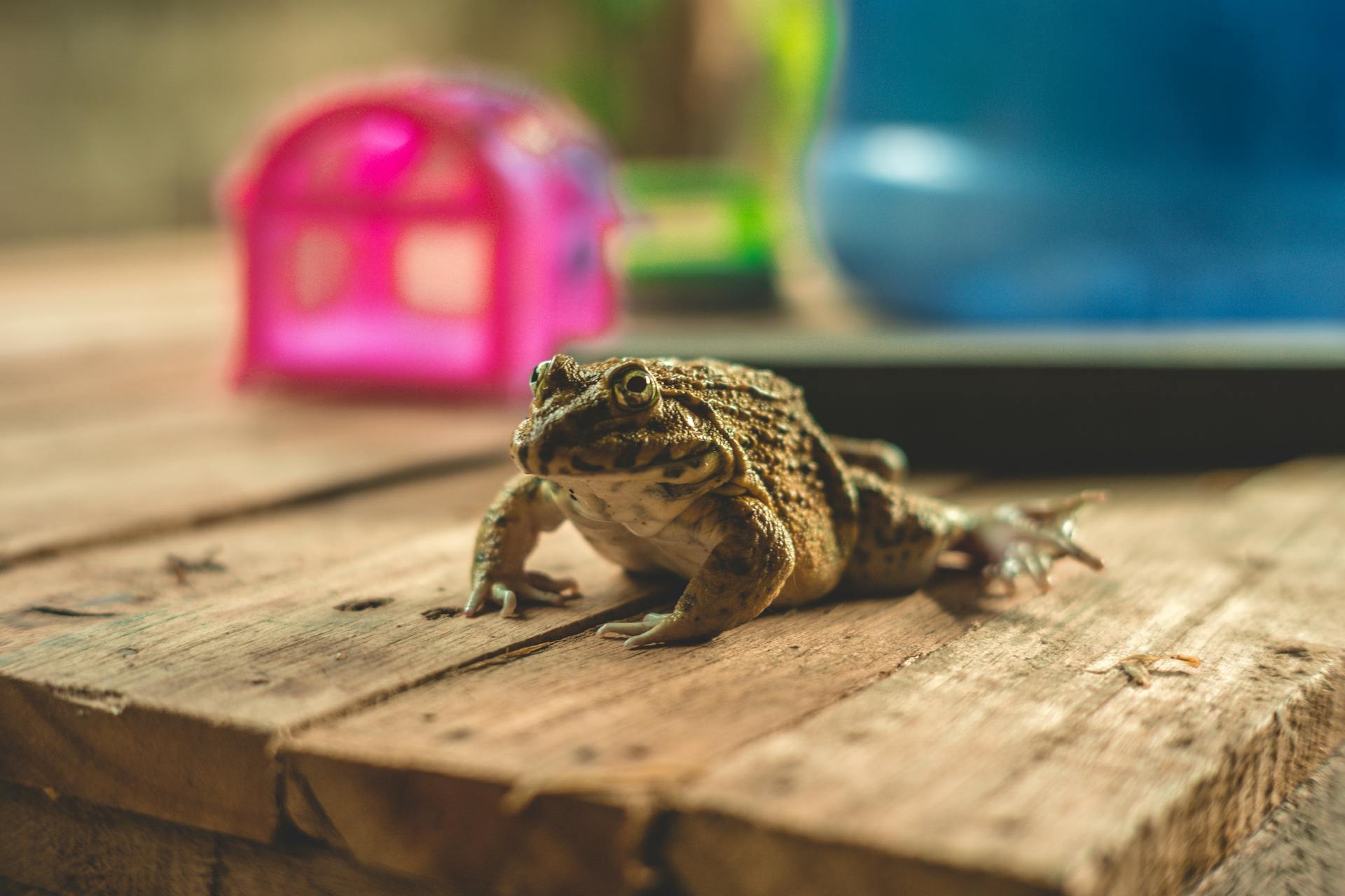 Une grenouille sur une table | Source : Pexels