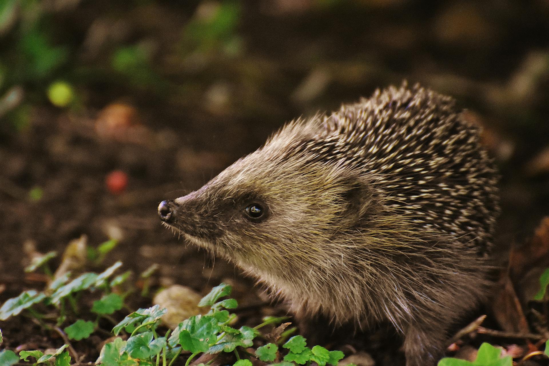 Un hérisson dans la nature | Source : Pexels