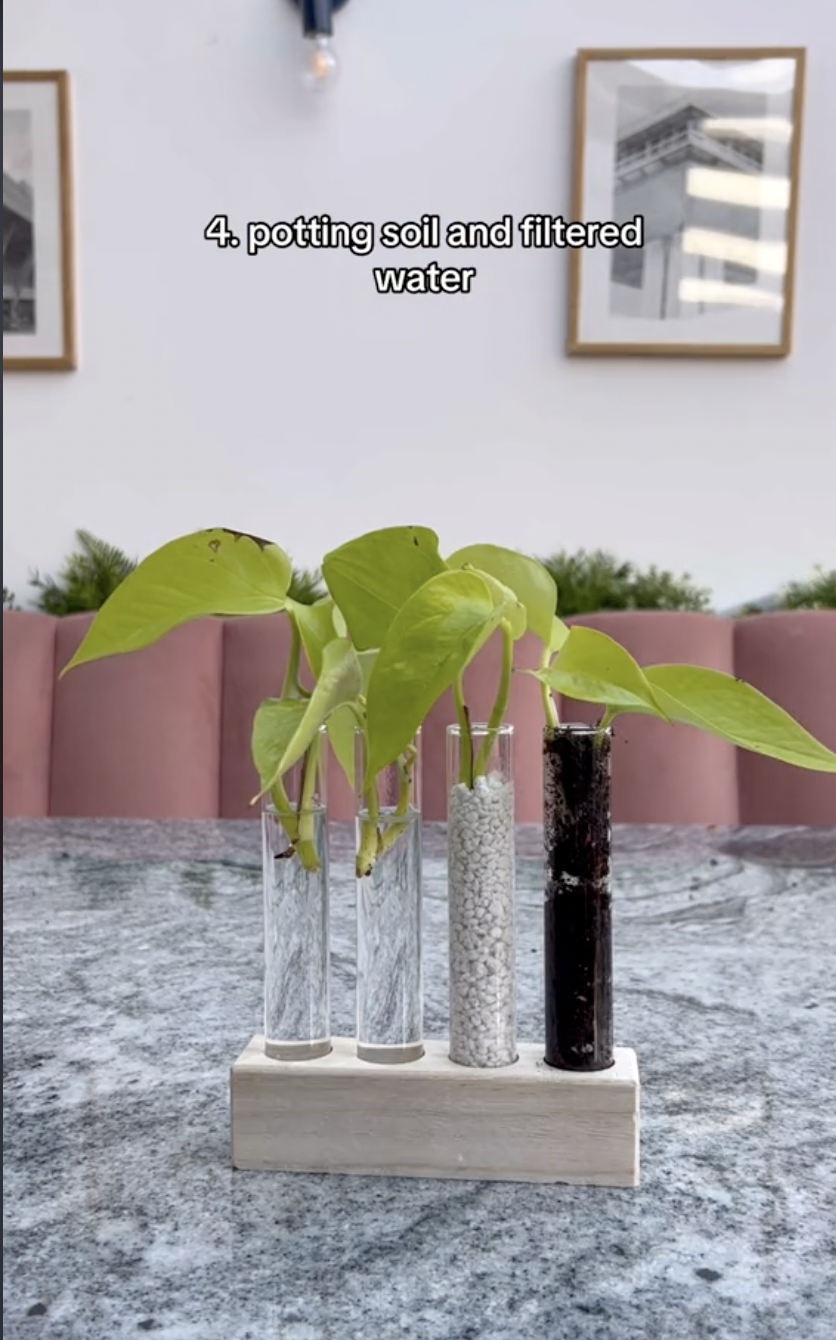 Boutures de pothos néon lors d'une expérience de propagation dans un clip mis en ligne le 5 octobre 2024 | Source : TikTok/thelittlelifelately