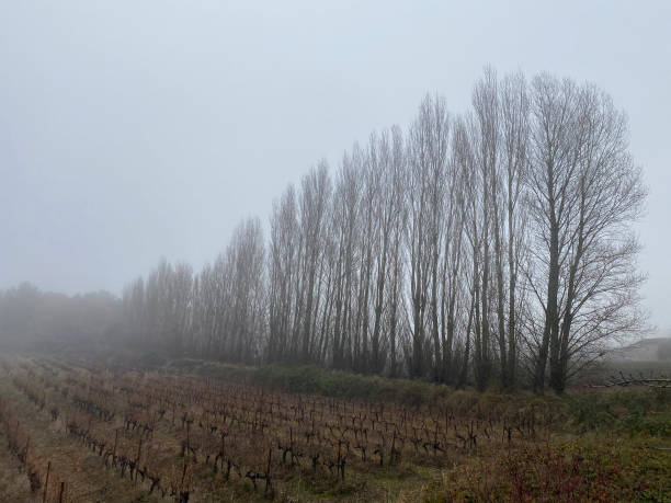 Un champ de vignes | Photo : Getty Images