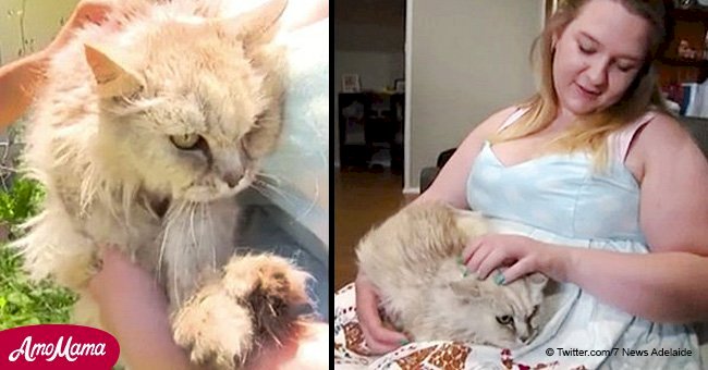 Retrouvaille incroyable: une femme trouve un chat qu'elle a perdu il y a 14 ans