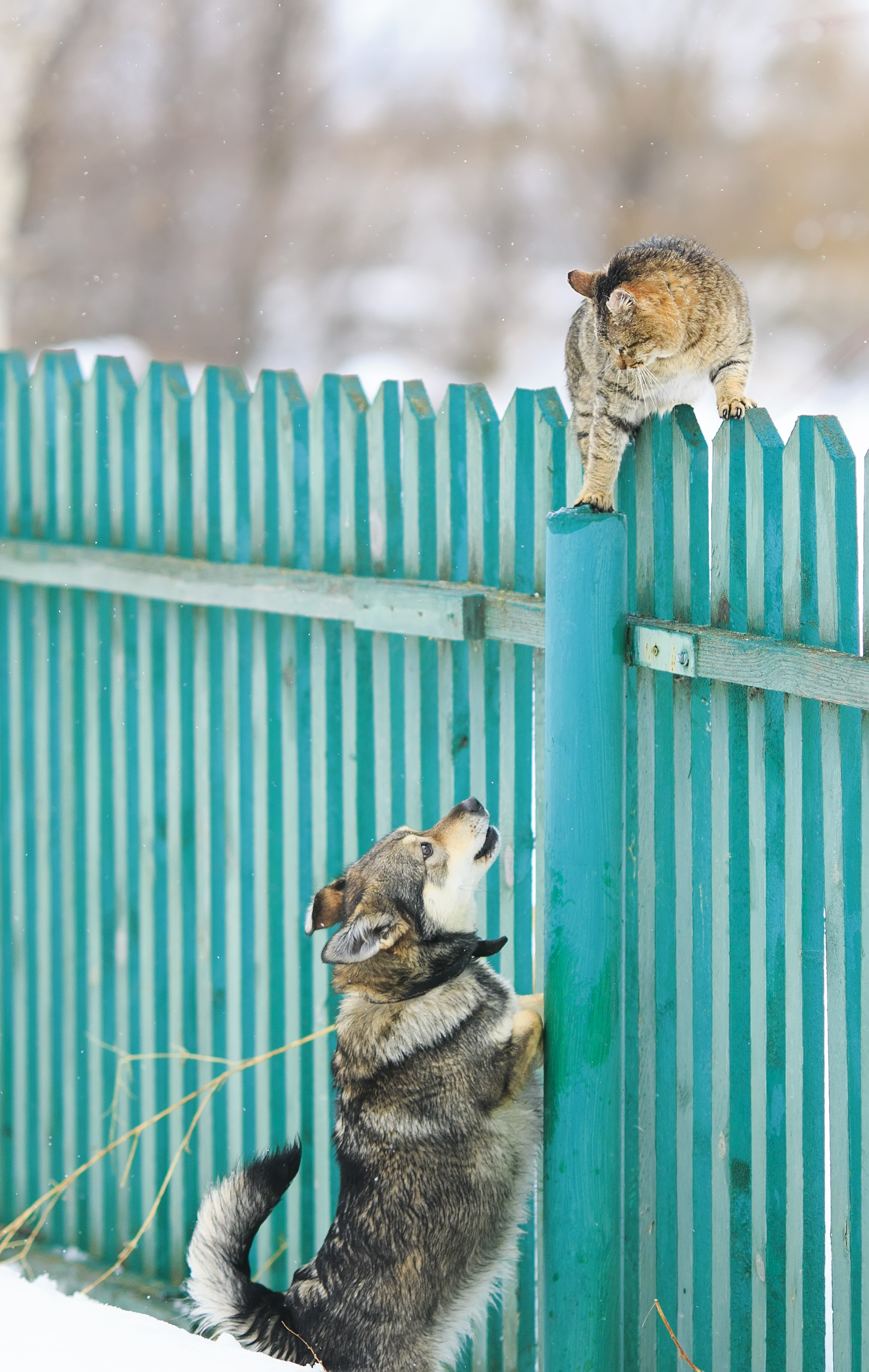 Un chien a poursuivi le chat sur une haute clôture en bois dans le village | Source : Shutterstock
